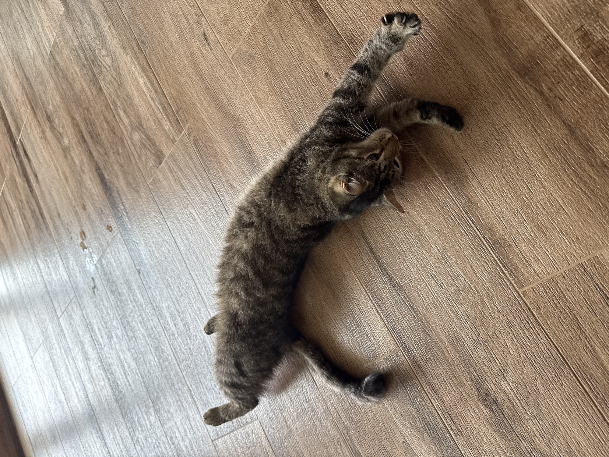 A tabby cat is stretched out on a wooden floor. The cat is lying on its back with its legs extended. Its front legs are reaching forward, and its back legs are extended behind it. The cat's tail is curled around its body. The floor is made of wood planks and appears to be clean. The image is taken from a high angle, looking down at the cat. The lighting is natural and appears to be from a window. There are no other subjects or objects visible in the image. The location is not specified.