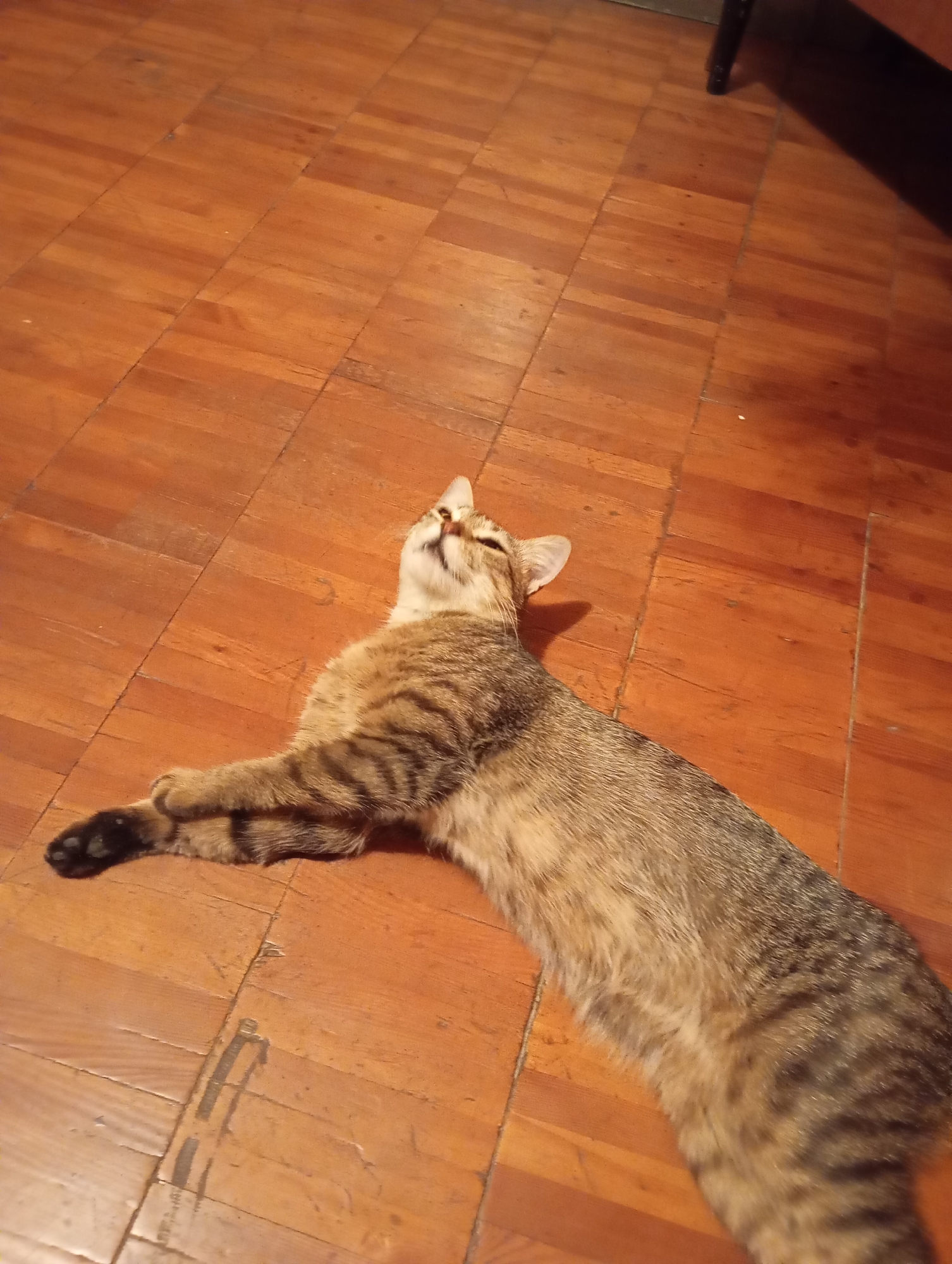 A tabby cat is lying on a wooden floor, looking upwards. The cat is striped with brown and black fur, and has its front paws crossed. The floor is made of polished wooden planks, laid in a parquet pattern. The lighting suggests an indoor setting, likely a room with a warm, ambient light source. The image is taken from a high angle, looking down at the cat. There is no indication of the city of Mirzo Ulugbek, Uzbekistan.