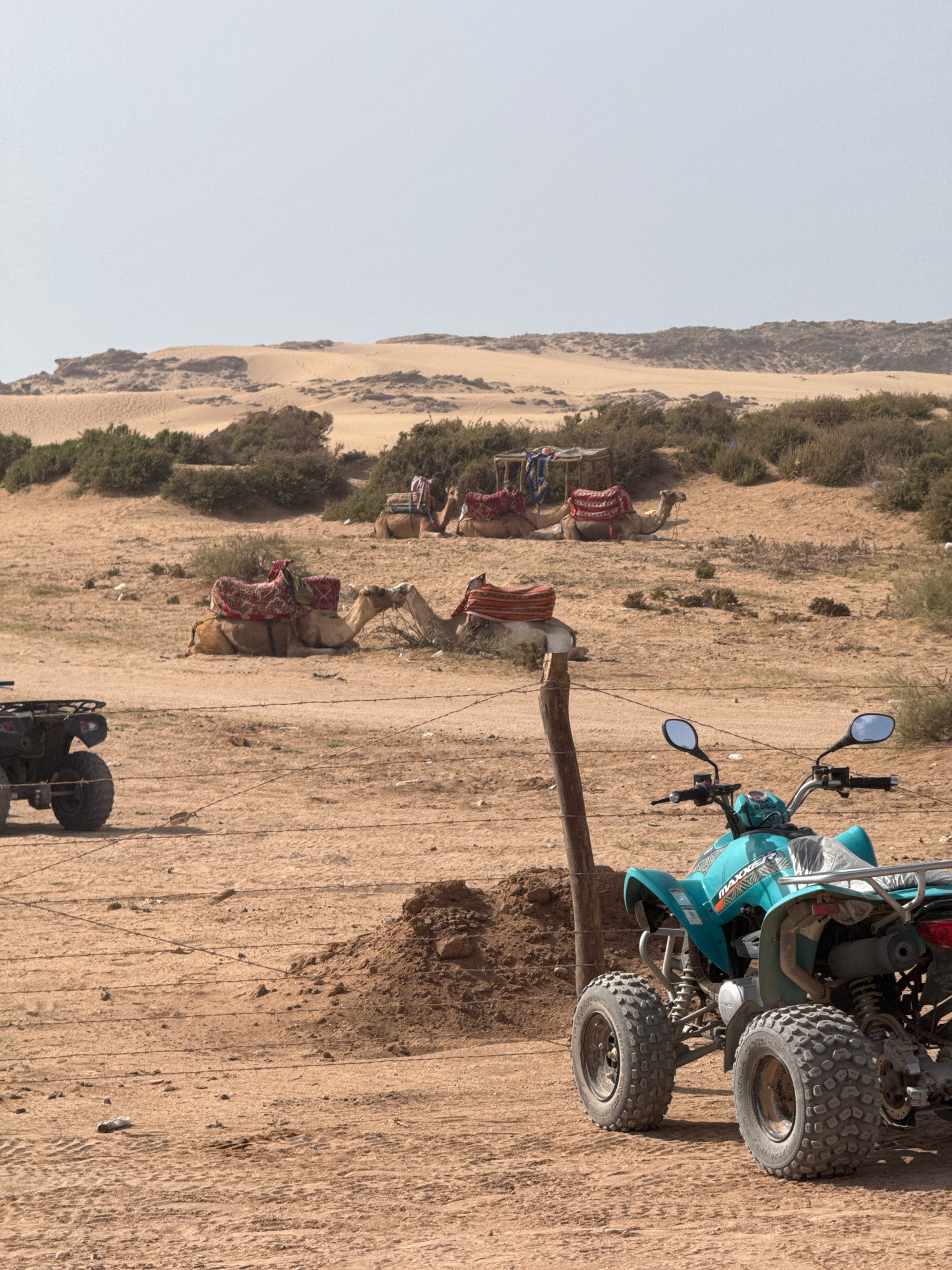 In Tamri, Morocco, a desert landscape with sand dunes and sparse vegetation serves as the setting for a camel ride and ATV tour operation. Several camels, adorned with colorful saddles, are resting on the sandy ground. In the foreground, two ATVs are parked. One is a black ATV, partially visible on the left, and the other is a bright blue ATV on the right, featuring the word "MAXXIS" on its side. A rustic fence made of barbed wire and wooden posts stretches across the scene, dividing the area. The sky is clear and hazy, indicating a sunny day.