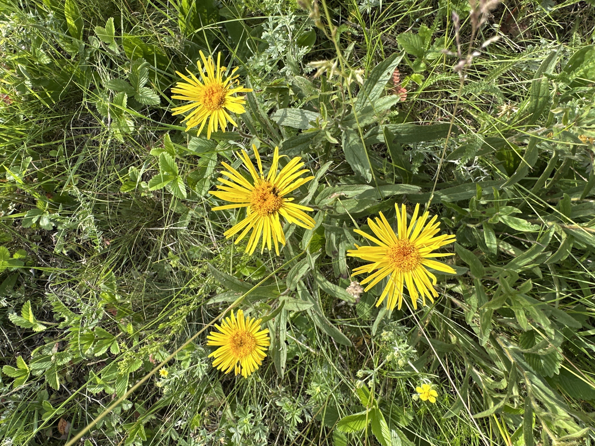 This media file shows a close-up, overhead view of a patch of wildflowers, specifically several yellow daisy-like flowers with prominent, orange-yellow centers. The flowers are scattered amongst lush green grass and other low-lying green foliage. The lighting suggests it is daytime, and the scene appears to be outdoors in a natural setting. There is no text visible in the image.