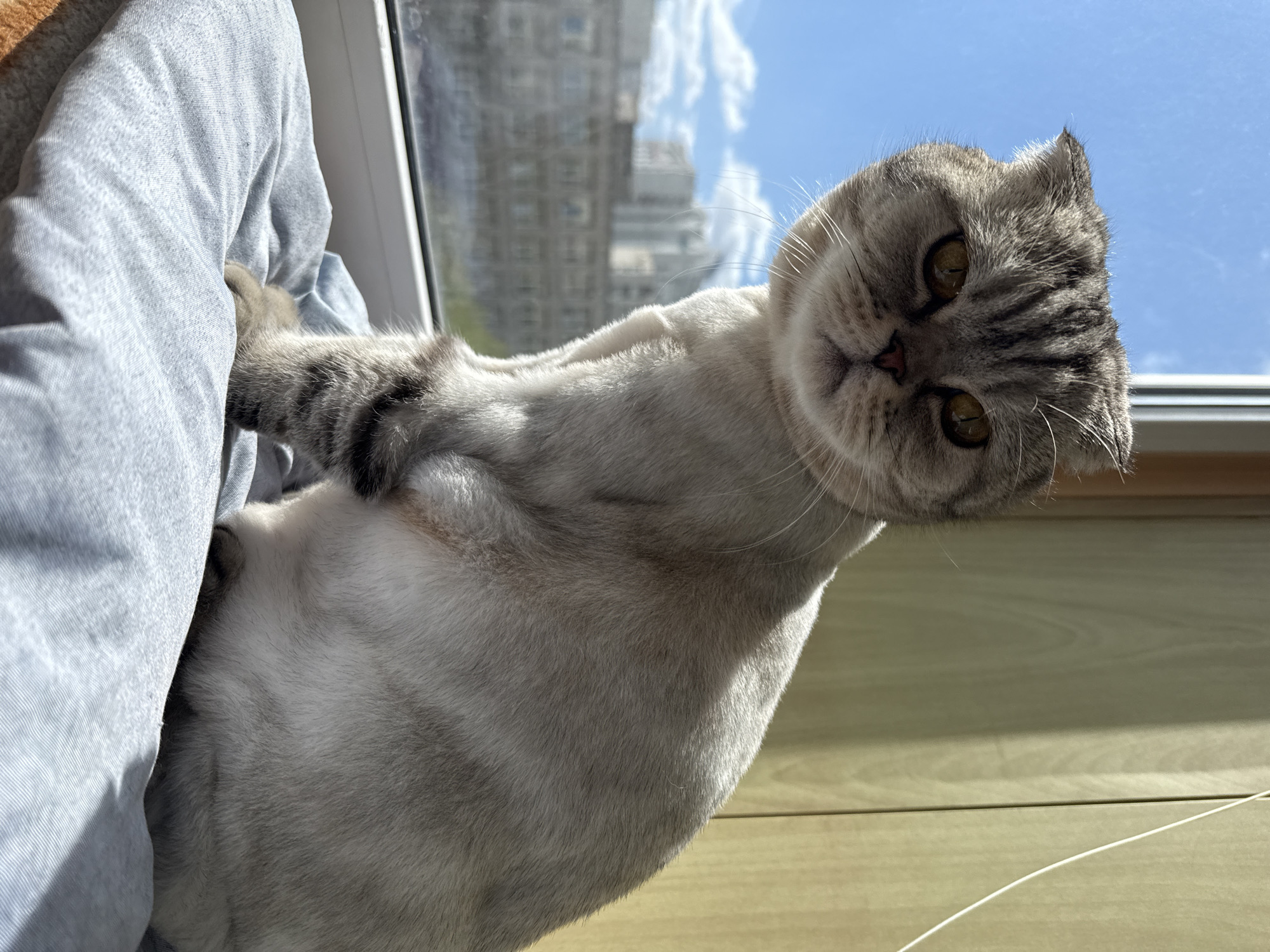A Scottish Fold cat with gray tabby markings on its head and tail rests on a person's lap in front of a window. The person wears a light blue garment. Outside the window, a cityscape is visible against a blue sky with scattered clouds. The cat looks downward with a slightly tilted head. The background includes a light wood-colored surface.