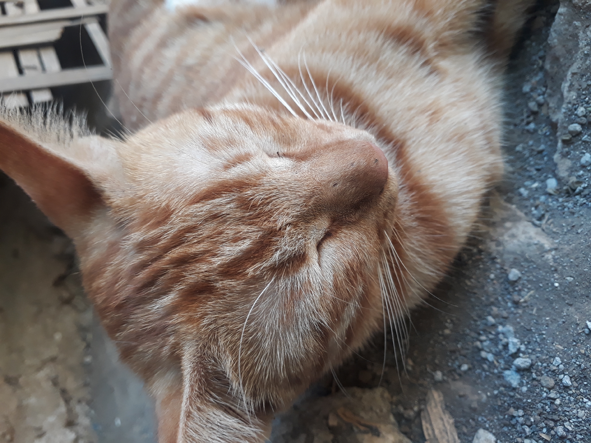 An orange tabby cat is sleeping on a gravelly surface. The cat's eyes are closed, and its fur is visible in detail. The background shows a blurry area that could be a wall or a fence. The scene appears to be outdoors in a natural or urban environment.