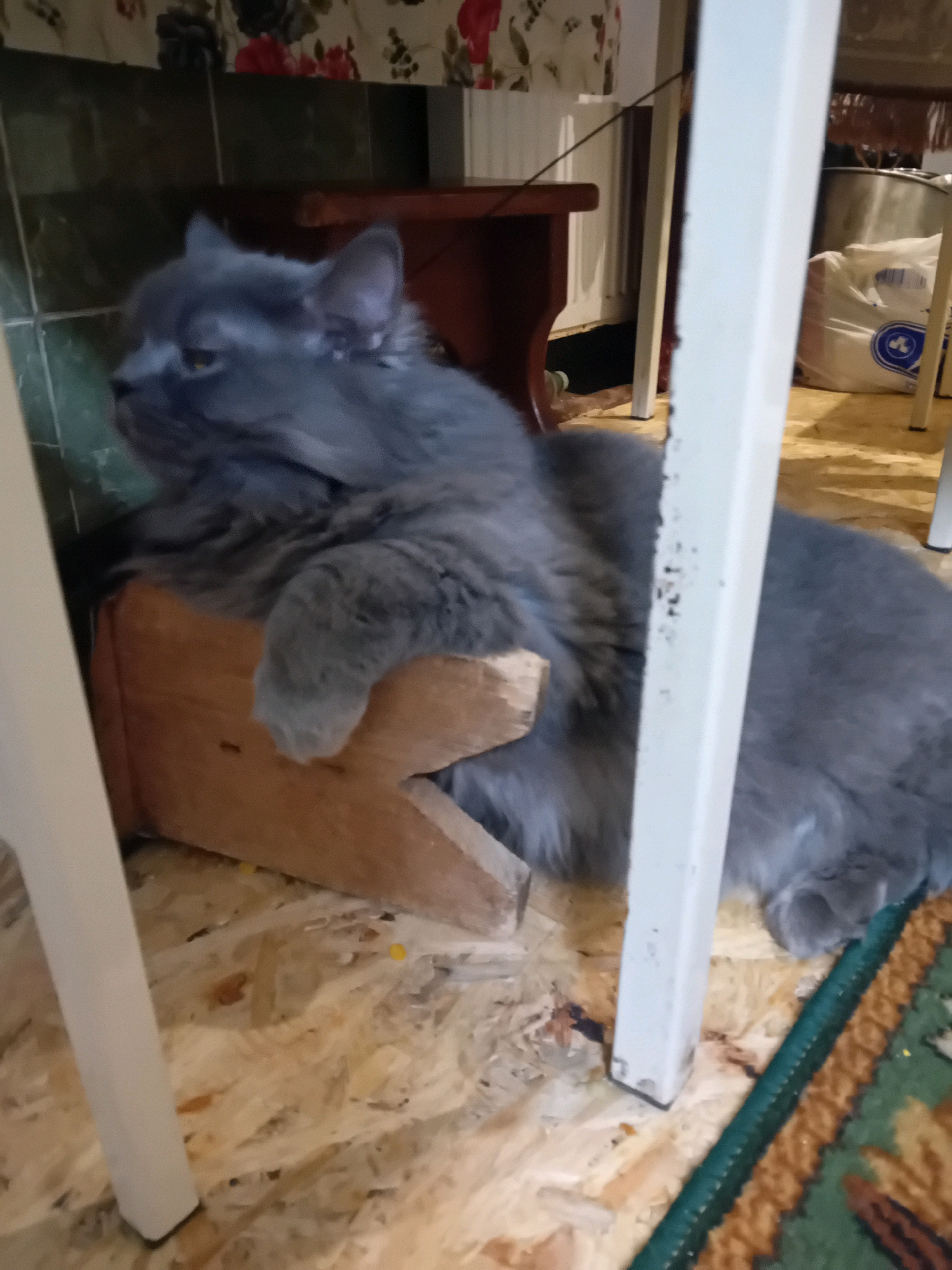A medium-sized, fluffy gray cat is lying on a wooden structure under a table. The cat is facing left with its eyes partially closed and its left paw resting on the wooden structure. The floor appears to be made of plywood with scattered debris. In the background, there is a glimpse of a white bag and metal object. The scene is likely indoors, possibly in a residential or storage area, in the city of Chuhuiv, Ukraine.
