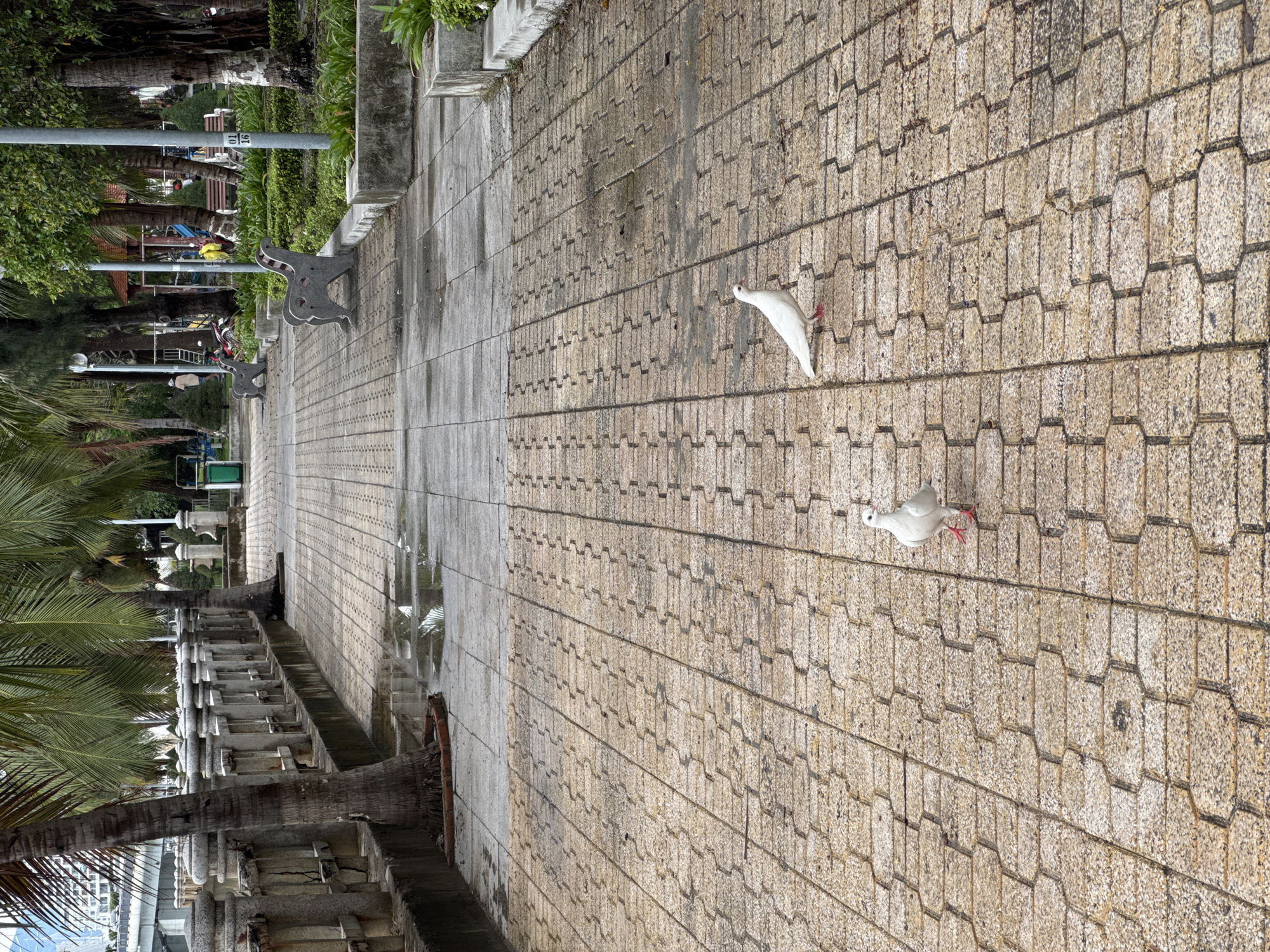 The image depicts a paved walkway in Bac Nha Trang Ward, Vietnam, featuring two white pigeons. One pigeon is walking, while the other appears to be in flight. The walkway is constructed of interlocking paving stones and runs along a tree-lined promenade. Benches and streetlights are visible along the walkway's edge. A body of water can be seen at the bottom left of the image.