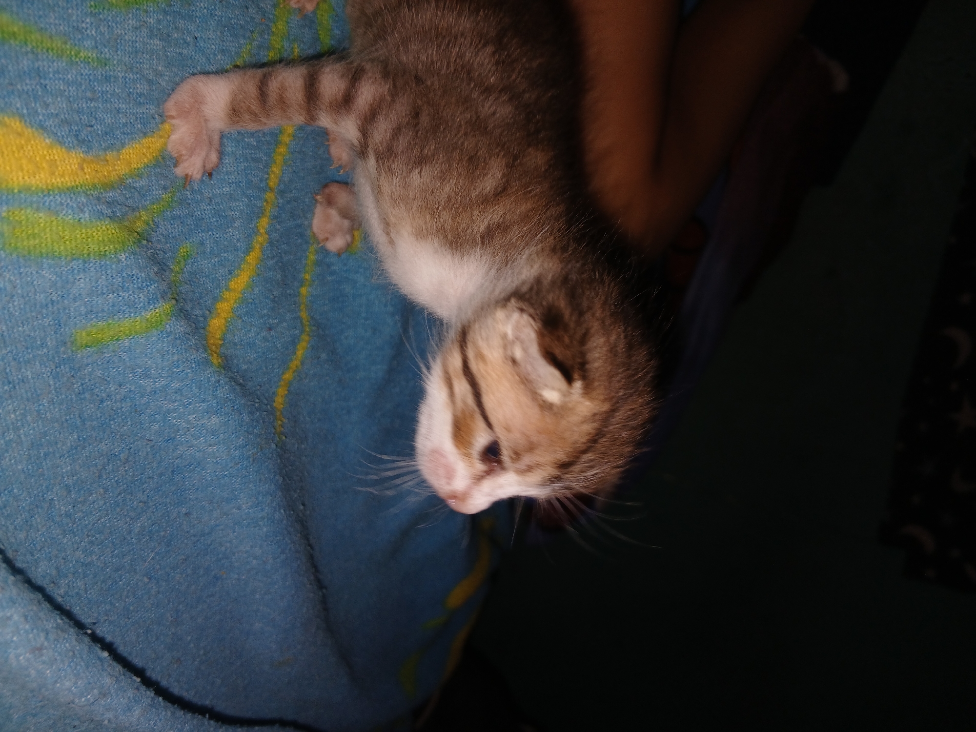 A very young, small tabby kitten, predominantly brown and white, is depicted resting on a blue blanket. The blanket features abstract patterns in yellow and light green. The kitten is lying on its side, with its eyes partially open, suggesting it is either sleeping or very young. Its tiny paws and visible claws are discernible. The lighting is dim, indicating an indoor setting, possibly at night or in a poorly lit room. Part of a human arm or hand with a darker skin tone is visible on the right side of the frame, implying the kitten is being held or is near a person. The background beyond the blanket and arm is dark and indistinct. The scene conveys a quiet, intimate moment with the kitten. The image is set in Altagracia, Venezuela. No text is visible.