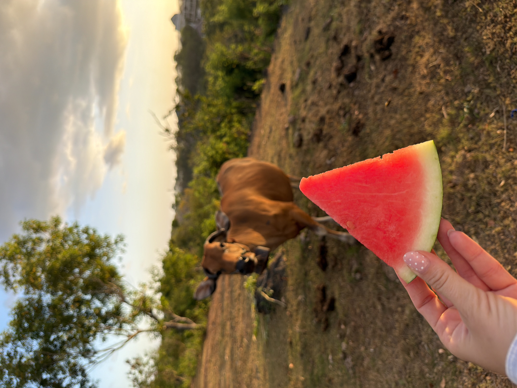 An outdoor scene in Kuta Selatan, Indonesia, captures a cow in the background and a hand holding a slice of watermelon in the foreground. The cow, a reddish-brown color, stands in a grassy field with a bell around its neck. The field is dry and uneven, with several dark patches, possibly animal droppings. A tree with green foliage is visible to the left of the cow. In the foreground, a person's hand, adorned with a white nail polish with pink polka dots, holds a triangular slice of watermelon. The watermelon is bright red with a thin green rind. The background features lush green vegetation and hints of buildings, suggesting a semi-rural or coastal area. The sky is a soft gradient of blue and yellow, indicating either sunrise or sunset. The overall lighting is warm and golden.