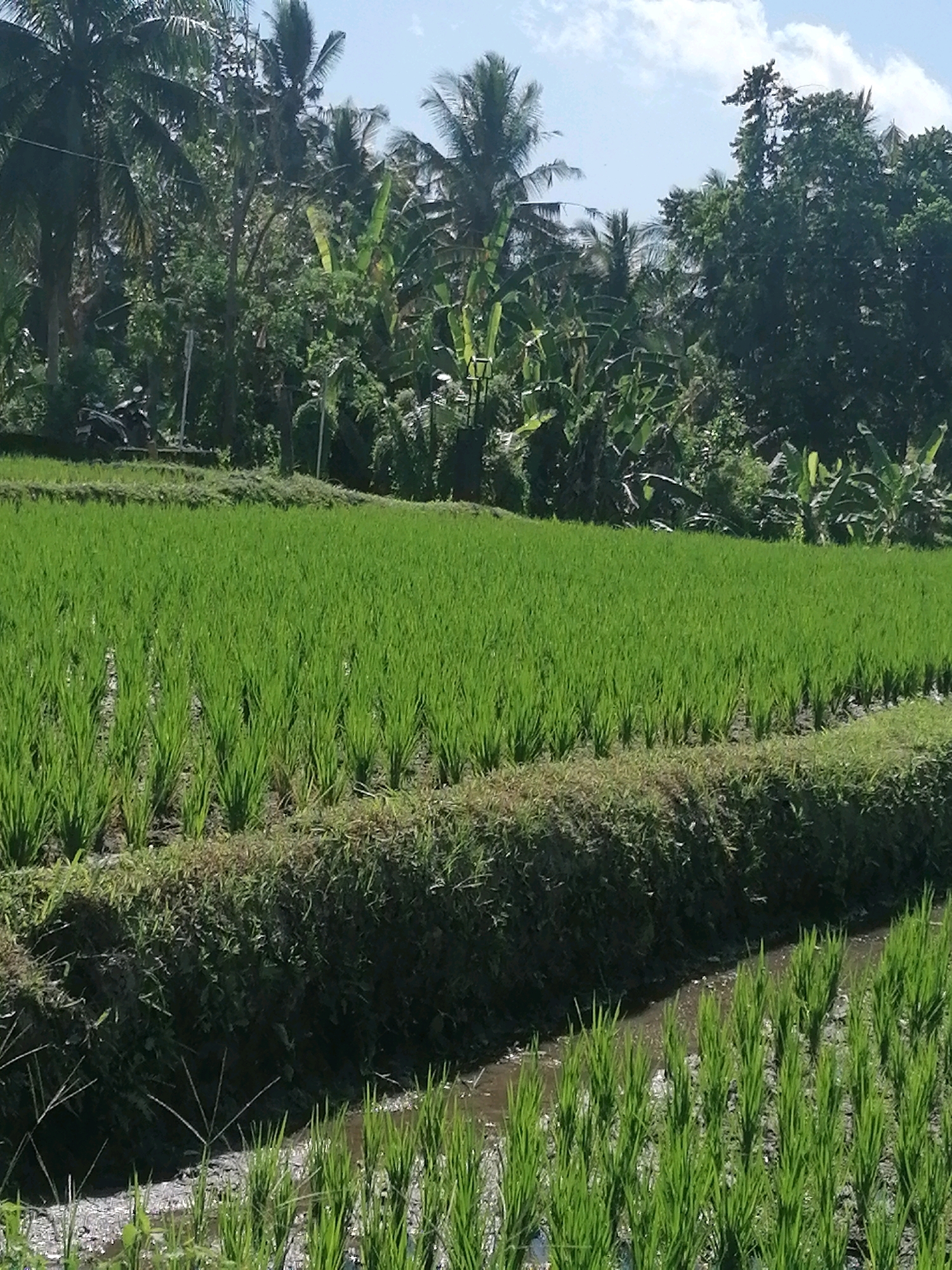 The image depicts a lush, terraced rice paddy in Ubud District, Indonesia. The foreground features rows of vibrant green rice seedlings growing in flooded paddies, separated by raised earth banks covered in grass. The middle ground shows a larger expanse of rice paddy, also a brilliant green, stretching across the frame. In the background, a dense tropical forest dominates, with tall palm trees and other verdant foliage reaching towards a bright, partially cloudy sky. The scene appears peaceful and agrarian, characteristic of the Balinese landscape. A parked motorcycle is visible on the far left, suggesting human presence in the vicinity.