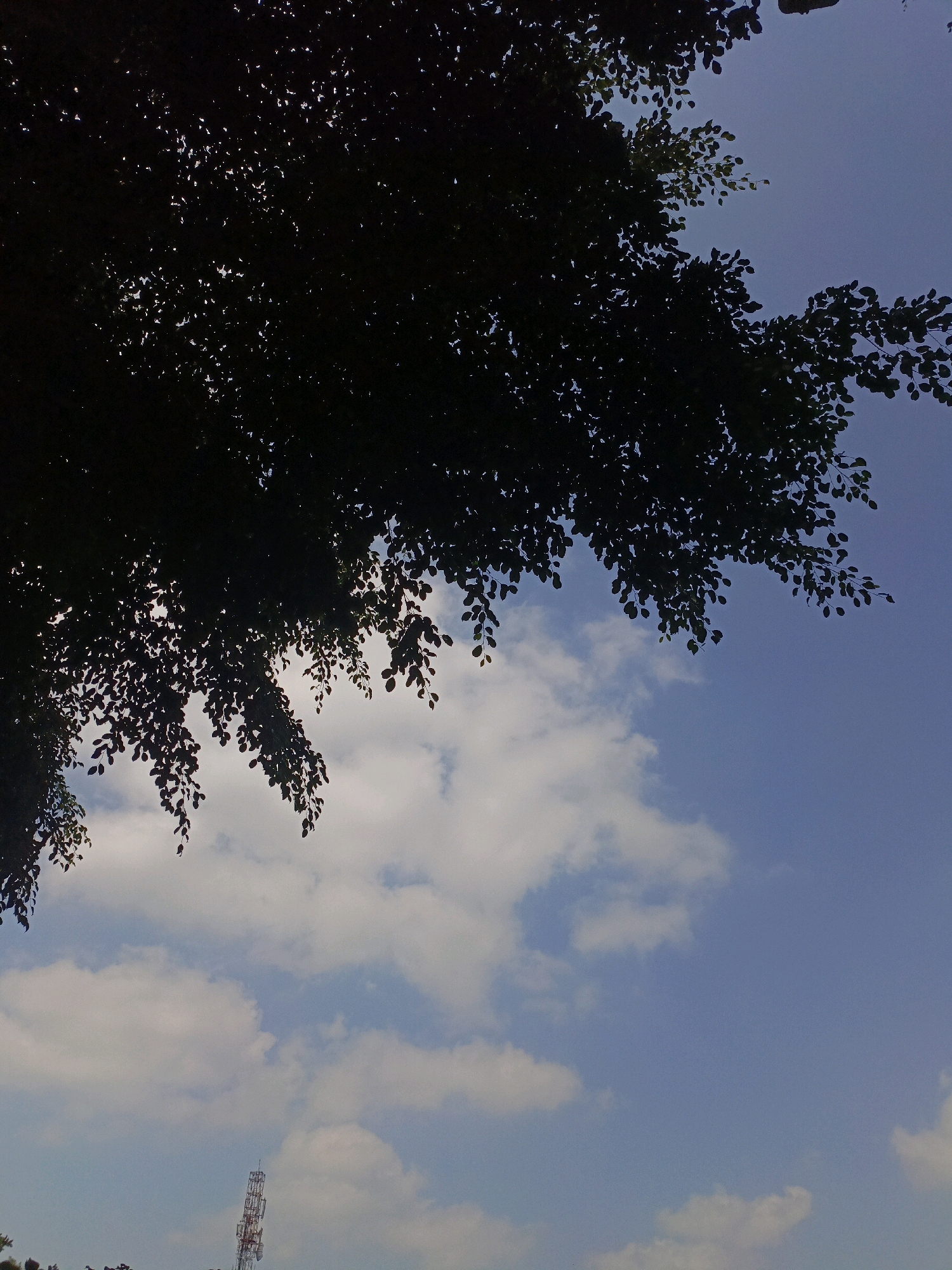 The image shows a view of the sky from below, with the silhouetted branches and leaves of a tree dominating the upper left portion. The sky is a clear blue, with scattered white cumulus clouds. In the lower portion of the image, a cell tower can be seen rising above some dark green foliage. The overall impression is one of a bright, partly cloudy day, likely taken outdoors in a natural or semi-urban setting. There are no people visible in the image. The location of Wonosobo, Indonesia, is not directly indicated by any visual cues in the photograph itself.