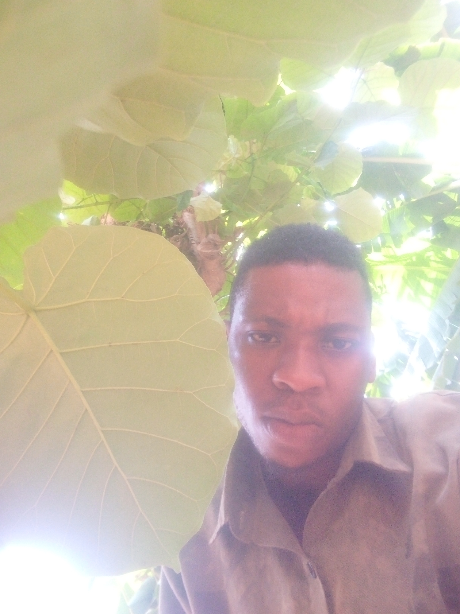 A man is positioned beneath a cluster of large, broad green leaves. The lighting is bright, filtering through the leaves from above. The man is wearing a collared shirt. The location is in a city of Unknown, Unknown.