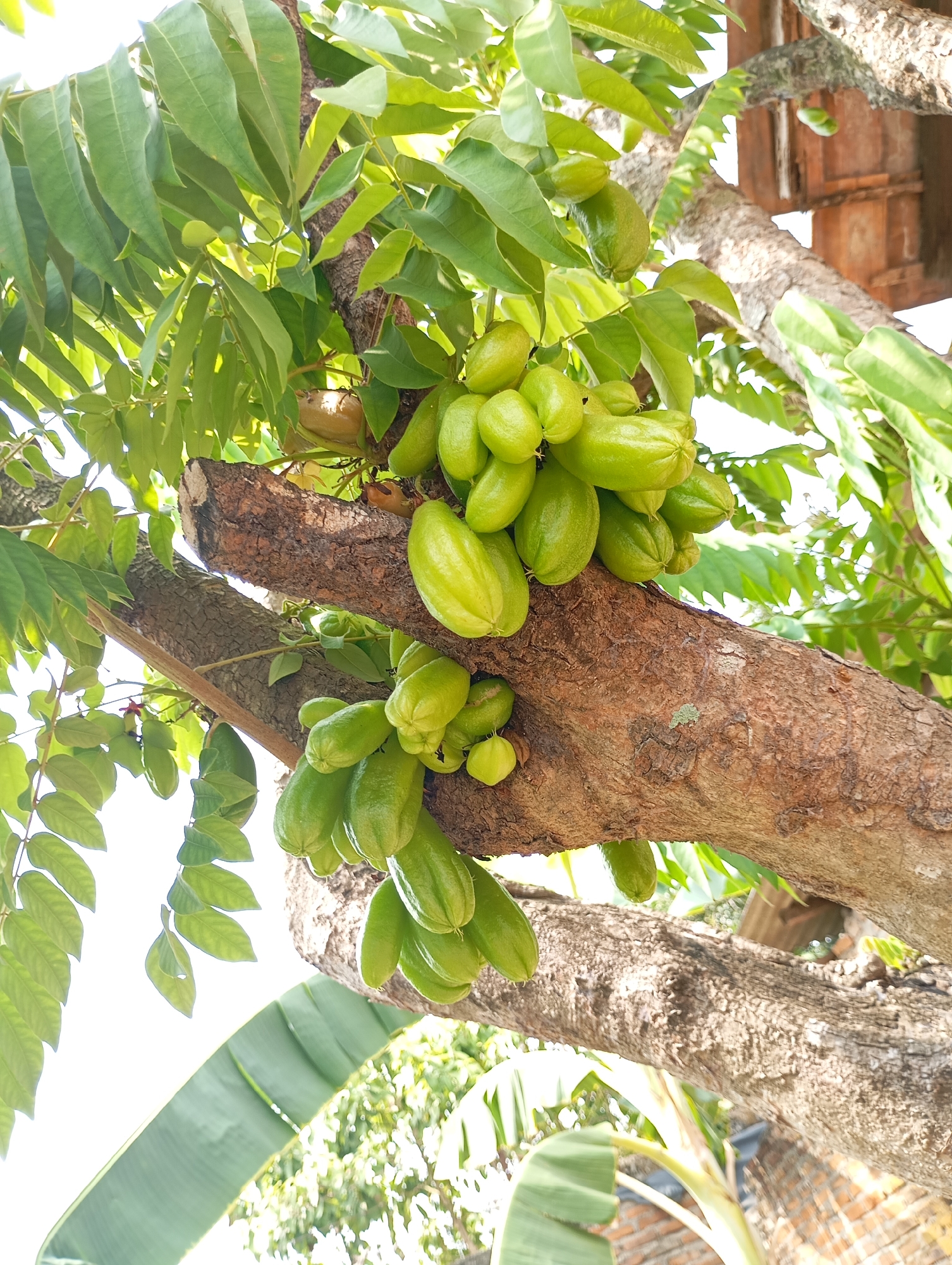 The image depicts a close-up view of a tree branch laden with green, oblong fruits. These fruits, likely star fruit or a similar variety, are clustered together and appear to be unripe. The tree branch is rough and textured, with a visible bark pattern. Lush green leaves surround the fruits, creating a naturalistic setting. In the background, a section of a reddish-brown tiled roof is visible, suggesting a residential or outdoor area. The overall scene is outdoors, with bright natural lighting, indicating it was taken during the daytime. The location is specified as Metro, Indonesia. There are no people or animals present in the image. The focus is solely on the tree, its branches, leaves, and fruits, and a small glimpse of architectural elements in the background.