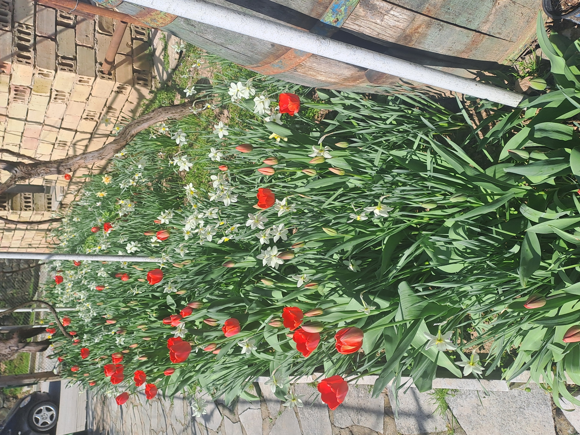 A view of a garden bed in Spanchevtsi, Bulgaria, featuring red tulips and white narcissus flowers growing densely. The garden bed is bordered by a stone pathway and a brick wall. A metal pipe and wooden barrel are located behind the flowers. A car is visible in the lower-left corner of the image. The environment appears to be sunny.