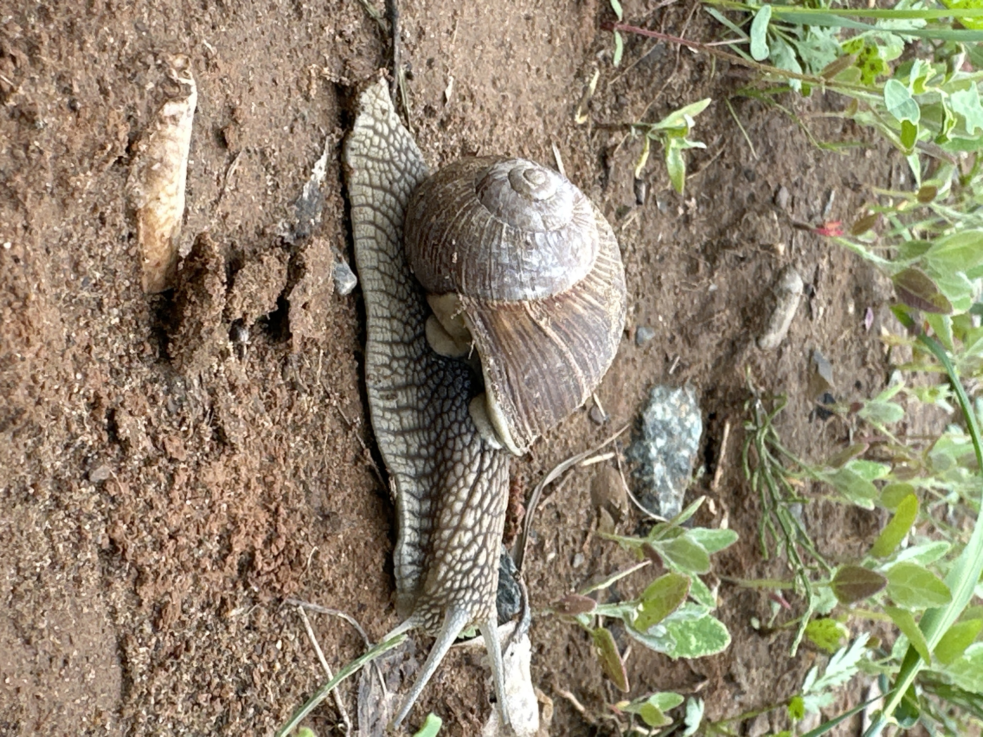 A snail with a brown shell is crawling on dirt. The snail's body is light gray with a textured pattern. There is some vegetation on the right and small pieces of debris scattered around. The location is in an unspecified outdoor area; the city and country are specified for geographic context only. No people are visible.