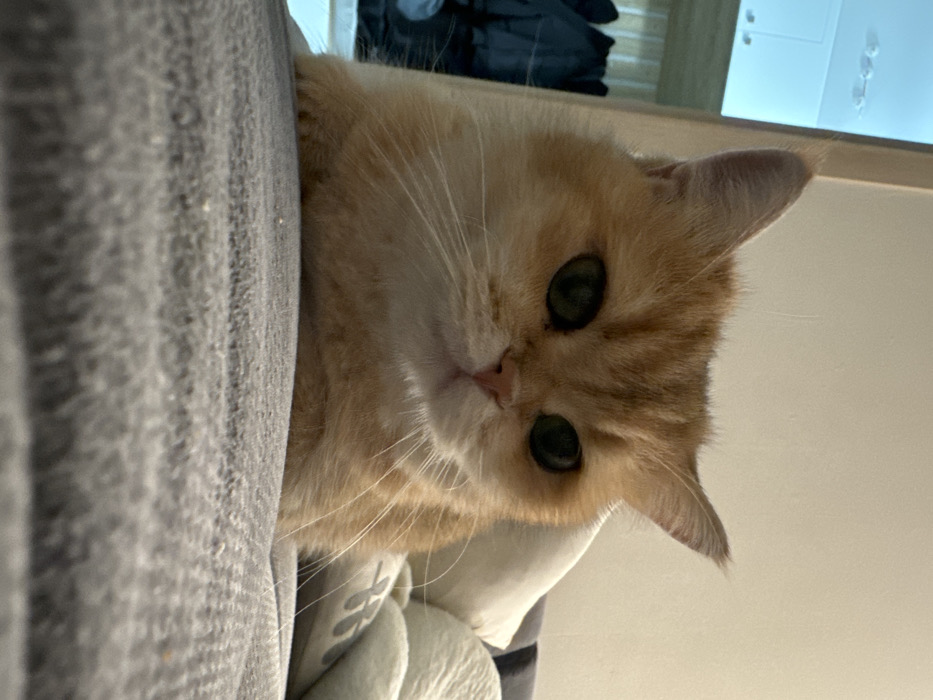 A ginger or cream-colored domestic cat is depicted in a close-up, frontal view, resting on a gray textured fabric surface. The cat exhibits large, round, dark green eyes and a pink nose. Its short fur covers its head and upper chest. To the right of the cat, a white pillow and a light gray patterned blanket are partially visible. The background, out of focus, reveals an indoor room environment, including a light-colored wall and dark draped objects, consistent with clothing in a storage unit, on the left. The scene is dimly lit. The specific location in Molodi, Russia, cannot be confirmed by visual analysis of the image.