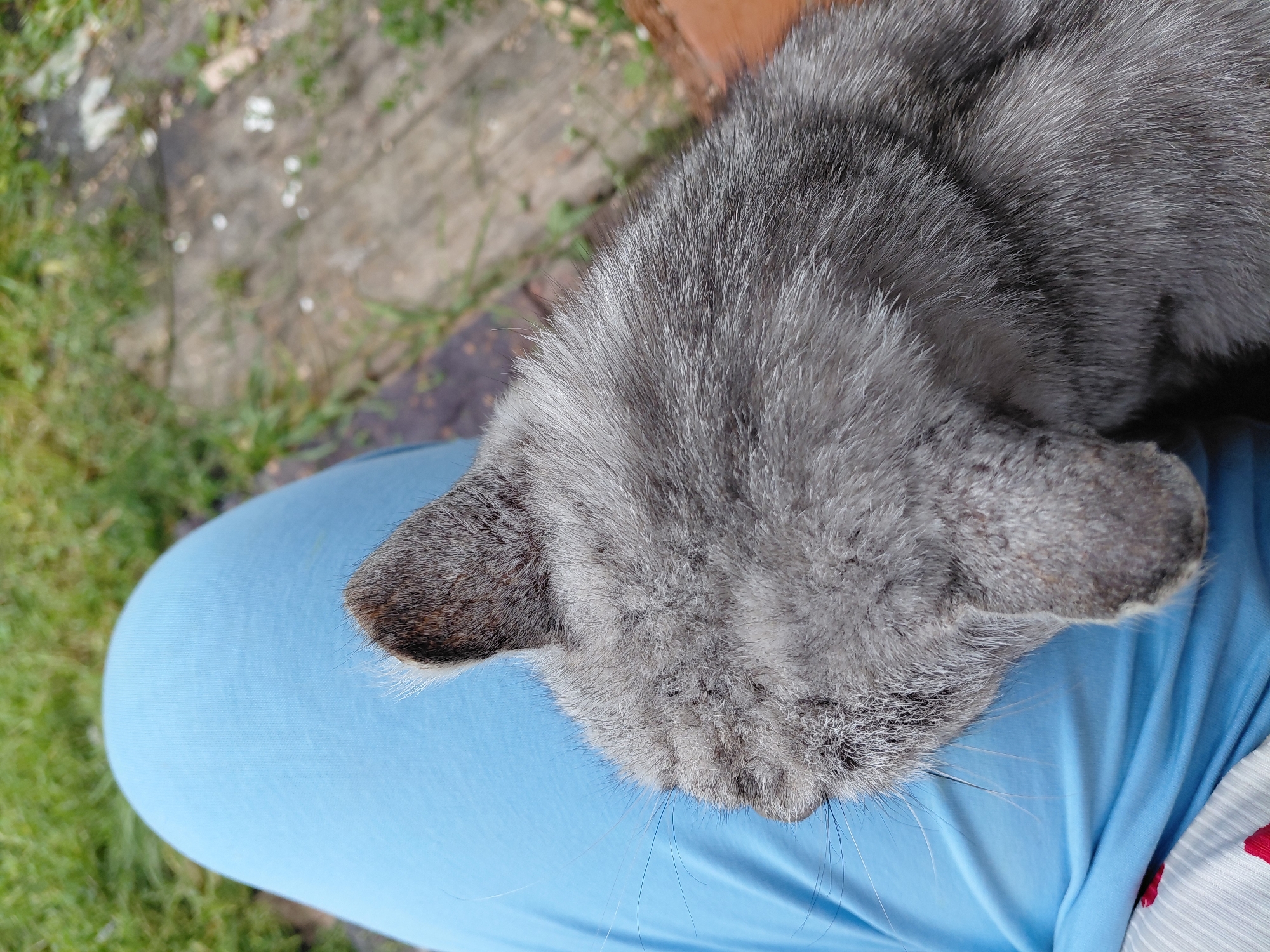 A close-up, high-angle shot focuses on a gray tabby cat resting on a person's lap. The cat's head and a portion of its back are visible, with its fur appearing soft and textured. The cat is facing downwards, obscuring its facial features. The lap is covered by a bright blue garment, likely pants or a skirt. The background is slightly out of focus, showing green grass and weathered wooden planks, suggesting an outdoor setting in Malinovka, Russia. A small part of another patterned garment is visible at the bottom left of the frame. The lighting is natural, indicating it is daytime.