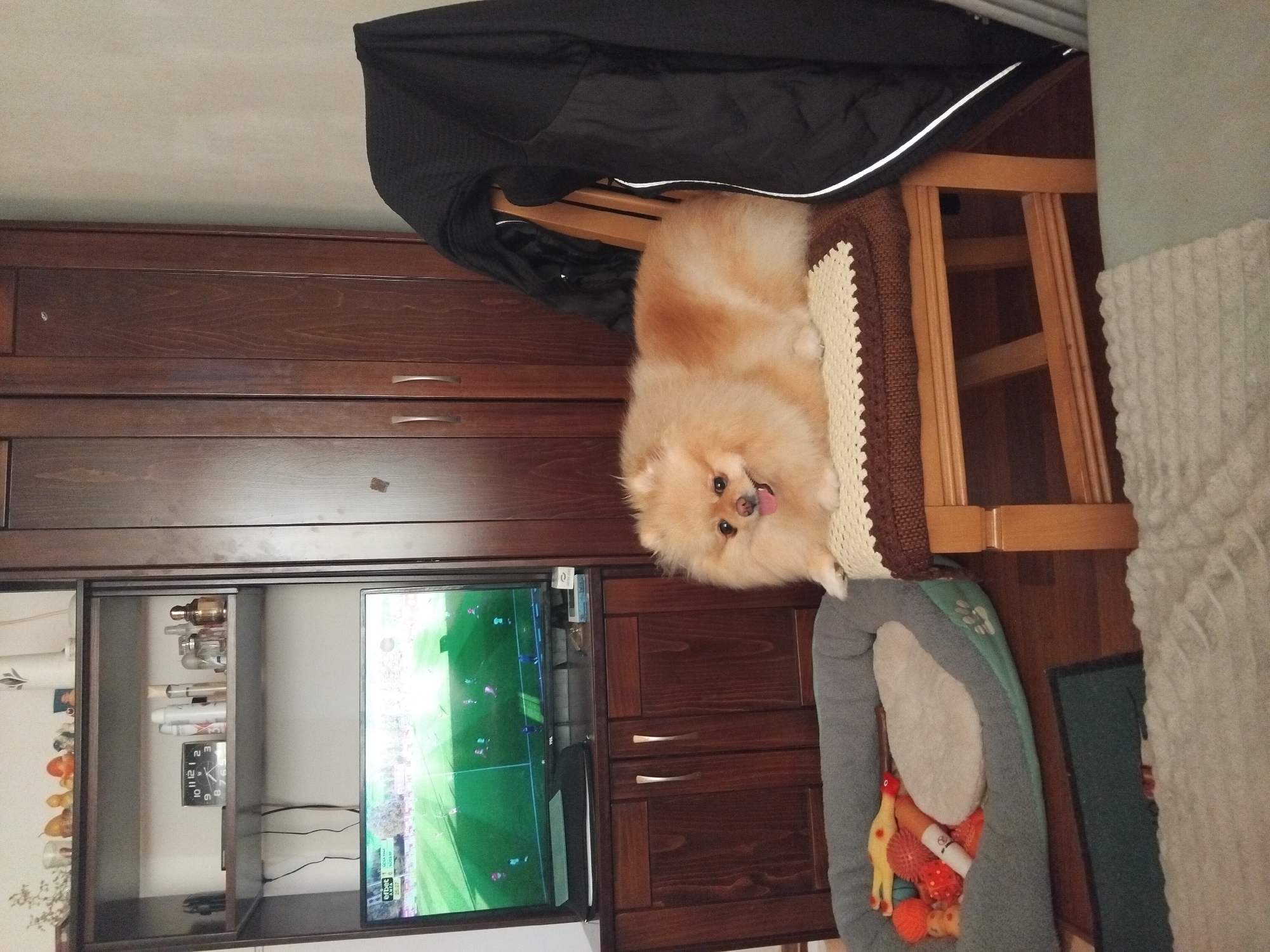 The image depicts a living room scene indoors. In the center, a fluffy Pomeranian dog with light brown fur is resting on a chair. The dog is alert, with its tongue slightly out. The chair has a wooden frame and is adorned with a woven cushion. To the left of the dog, a dog bed filled with various toys is visible. Behind the dog and chair, a dark wooden wardrobe stands against a light-colored wall. To the left of the wardrobe, a shelf unit contains a television displaying a soccer game, a clock, and several bottles and decorative items. The overall environment suggests a domestic setting. The location in the city of Apriltsi, Bulgaria, is not visually evident from the image itself.