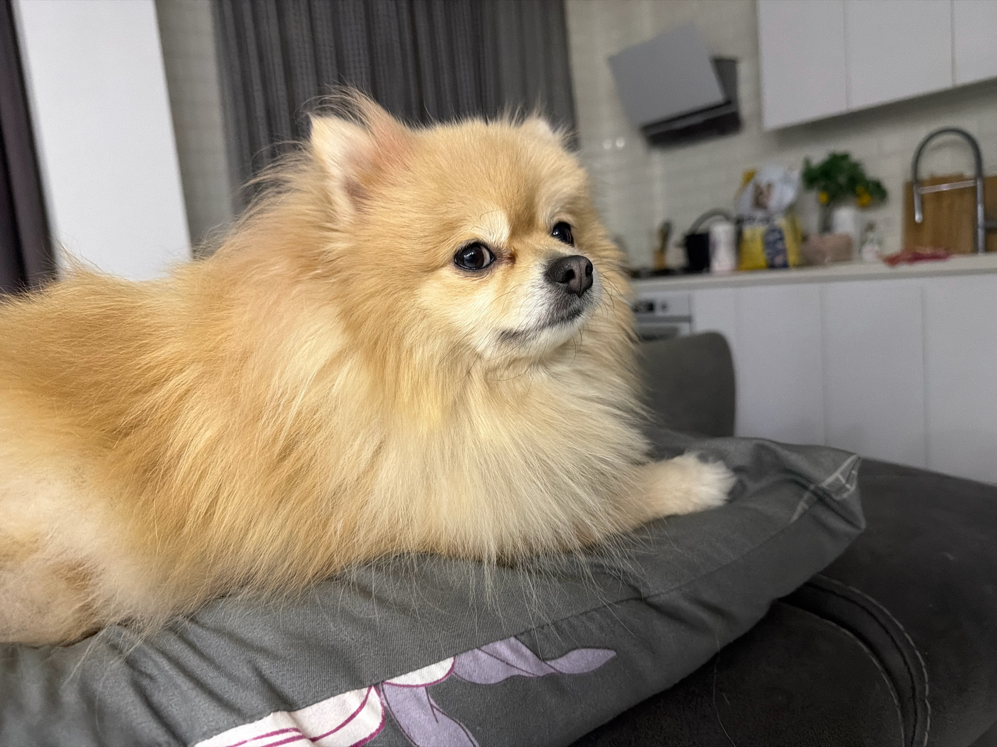 A fluffy, light brown Pomeranian dog is lying on a dark grey pillow with a floral pattern. The dog is positioned on the right side of the frame, facing towards the right and looking slightly upwards. Its fur is thick and appears well-groomed. The pillow is placed on a dark couch. In the background, a modern kitchen is visible with white cabinets, a stovetop, and a range hood. The overall setting suggests an indoor environment, possibly a home in Tbilisi, Georgia, given the context. There are no people present in the image.