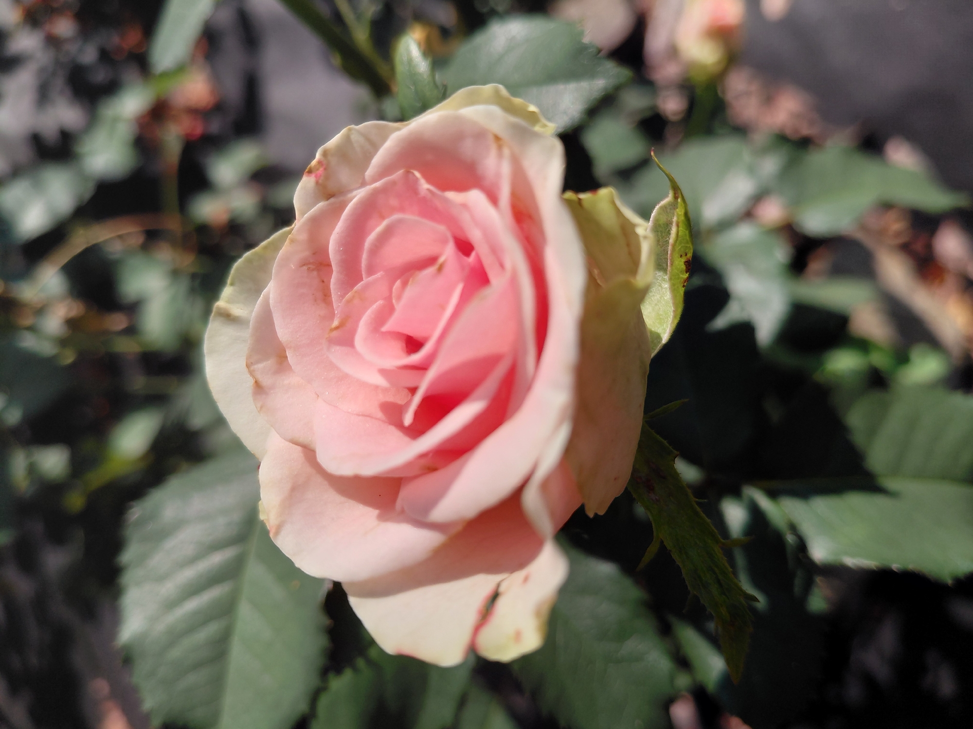 A close-up, vertical, eye-level shot focuses on a light pink rose in full bloom. The rose is positioned slightly off-center to the left, with its petals unfurling in a delicate spiral. The background is softly blurred, showing green rose leaves and darker, out-of-focus foliage. The lighting suggests it is daytime, with sunlight casting subtle shadows on the petals. The image appears to have been taken outdoors, likely in a garden or park. No people or specific landmarks are visible, and thus no location in Novosibirsk, Russia, can be determined from the image alone.