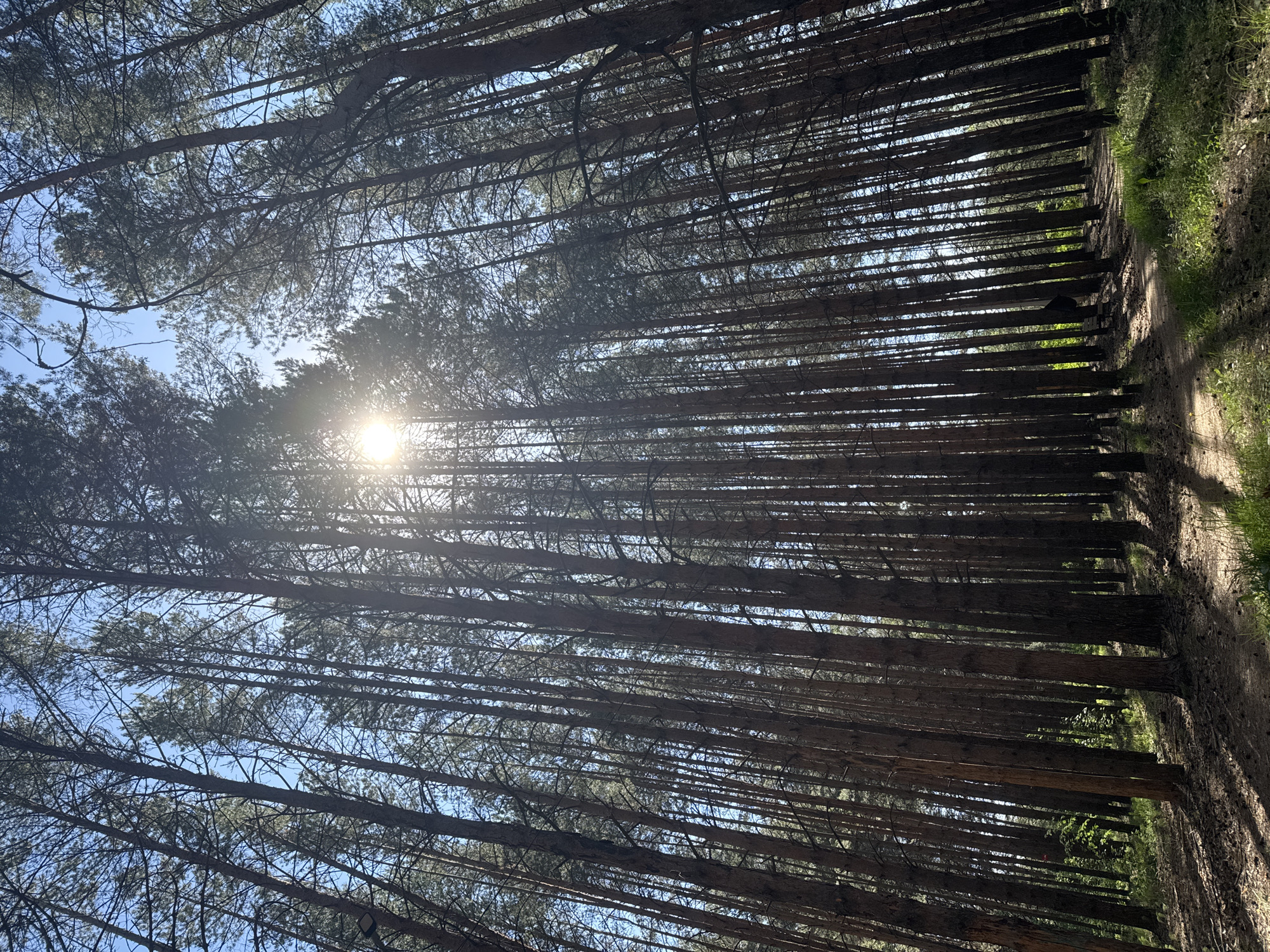The image shows a forest scene. Tall, slender trees stretch upwards towards the sky, their trunks creating a dense vertical pattern. Sunlight filters through the canopy, creating bright patches and long shadows on the ground. A narrow path runs along the right side of the frame, bordered by grass and vegetation. The location is in a forest outside of the city of Chaikovsky, Russia.