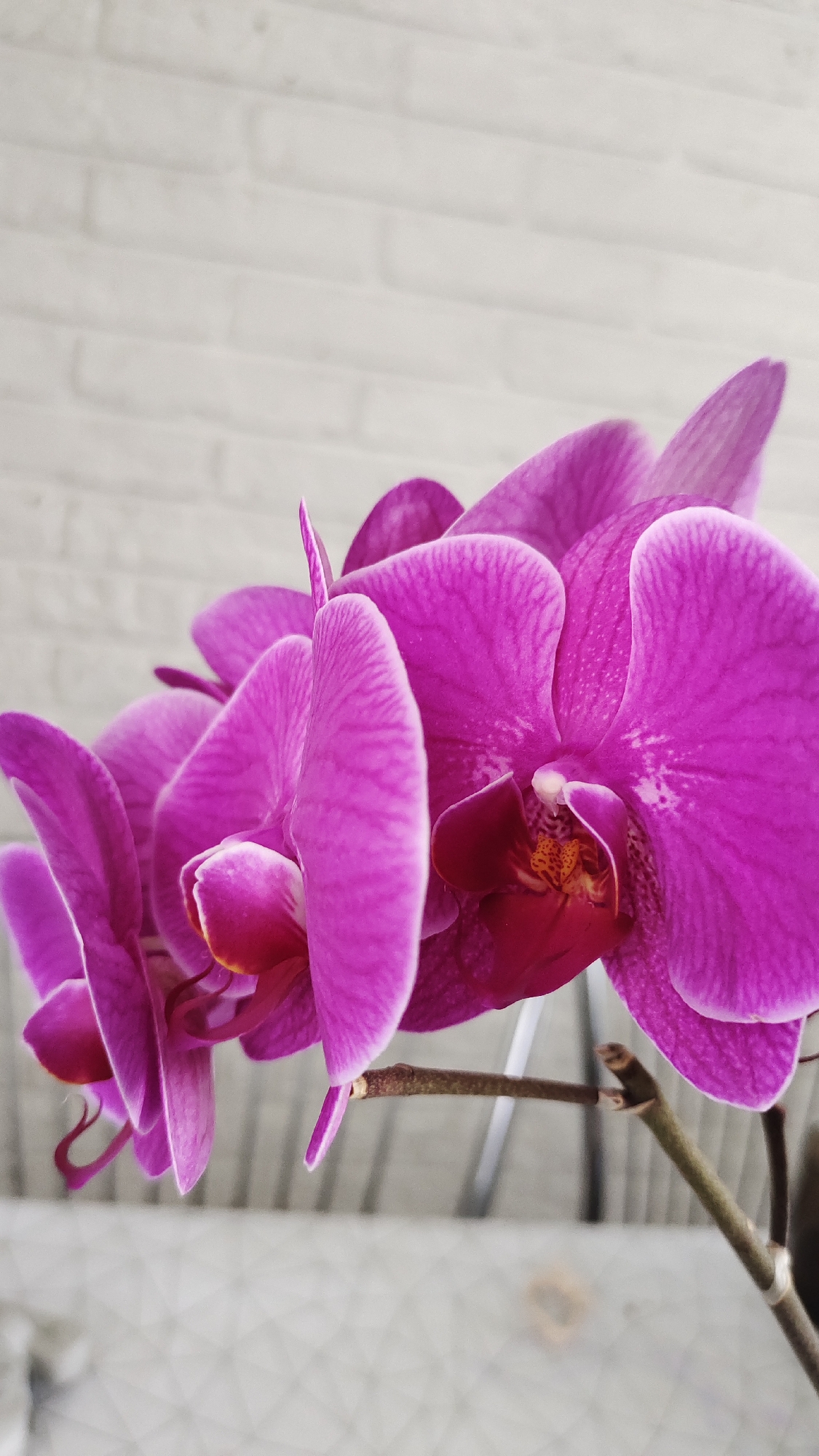 A close-up, shallow depth of field shot features a cluster of vibrant pink orchids against a white brick background. The orchids are in various stages of bloom, with intricate petal details and darker reddish-pink centers. The focus is sharp on the flowers, while the background is softly blurred. A thin, brown stem supports the blossoms. The setting appears to be indoors, possibly a home or a greenhouse, given the controlled environment suggested by the brick wall and the clean presentation of the flowers. The image has a bright, natural light. There are no people or discernible actions in the frame.