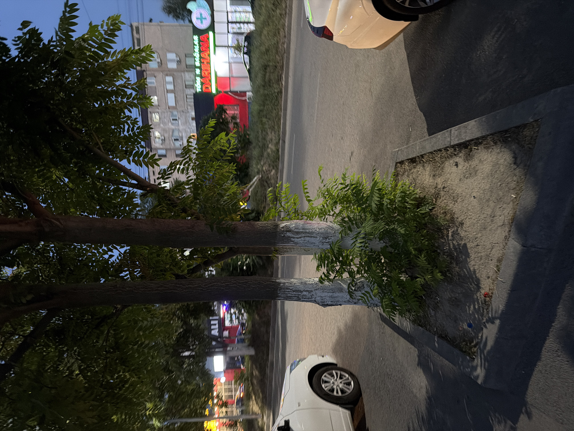 An outdoor, eye-level shot shows a city street in Shymkent, Kazakhstan, at dusk. In the foreground, two trees with whitewashed lower trunks are planted in a strip of dirt and grass. To the left of the trees, the front portion of a white car is visible, parked on the side of the road. To the right of the trees, the rear corner of a light-colored car is visible. Beyond the trees and to the right, a multi-story building with many windows and air conditioning units is visible. In front of the building, a business with a red and green illuminated sign that reads "DARİHANA" is open. The street is paved, and there is a sidewalk or curb in the foreground. The sky is a dusky blue.