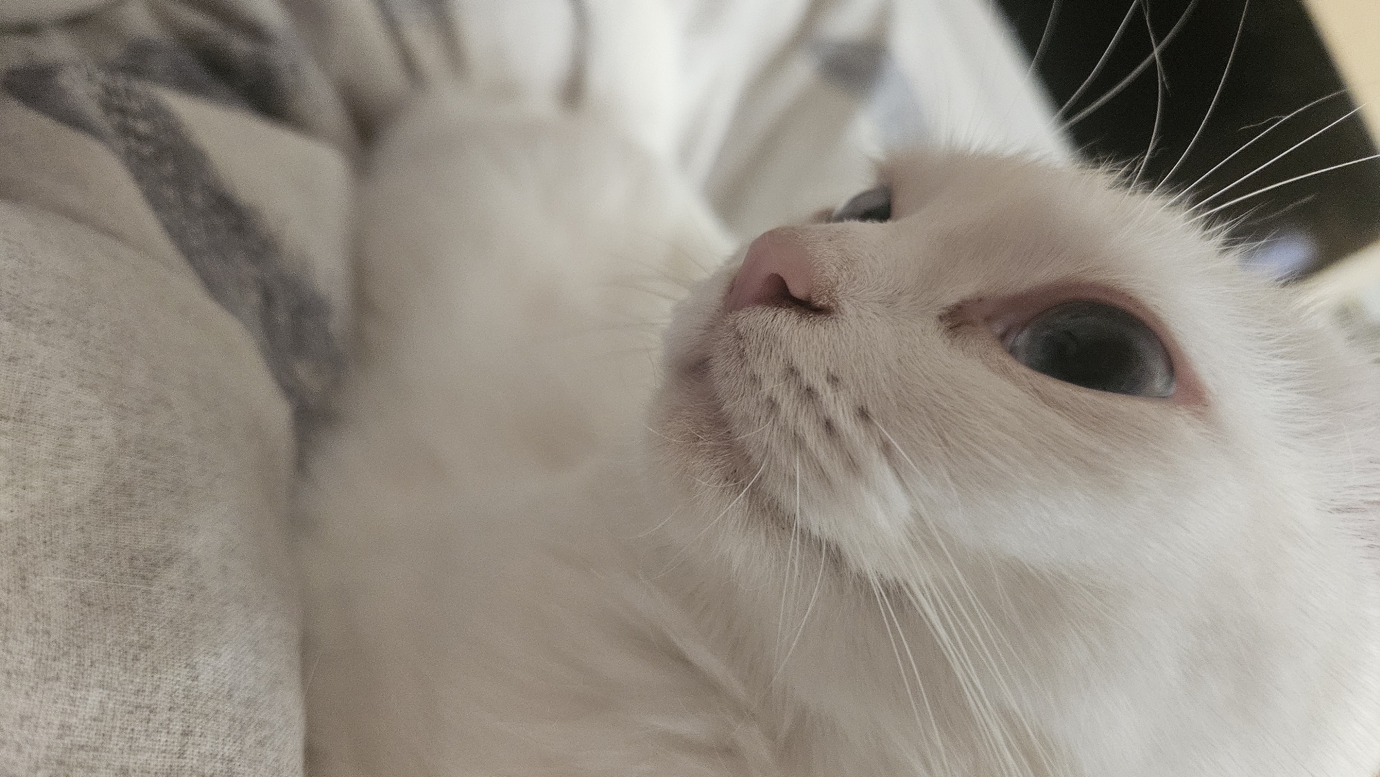 A close-up, shallow depth of field shot shows the face of a white cat with light blue eyes and a pink nose. The cat is lying down on a striped blanket. The cat's left eye is visible, with its pupil dilated and the iris appearing cloudy or greyish. The cat's fur is white, with some subtle pinkish hues around the eye. The background is blurred, suggesting the photo was taken indoors. The overall impression is one of intimacy and focus on the cat's facial features.