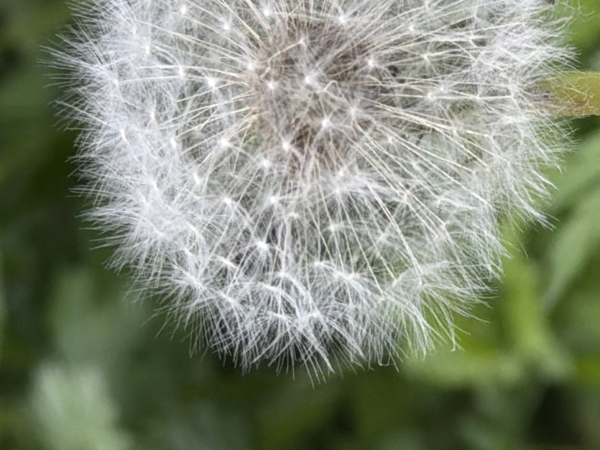 The image shows a close-up of a dandelion seed head against a blurred green background. The dandelion's spherical form is dominated by numerous delicate, white, feathery structures radiating from a central point. The background consists of blurry green foliage. There is no information in the image to place it in Moscow, Russia, or to provide additional details about people, subjects, or interactions.