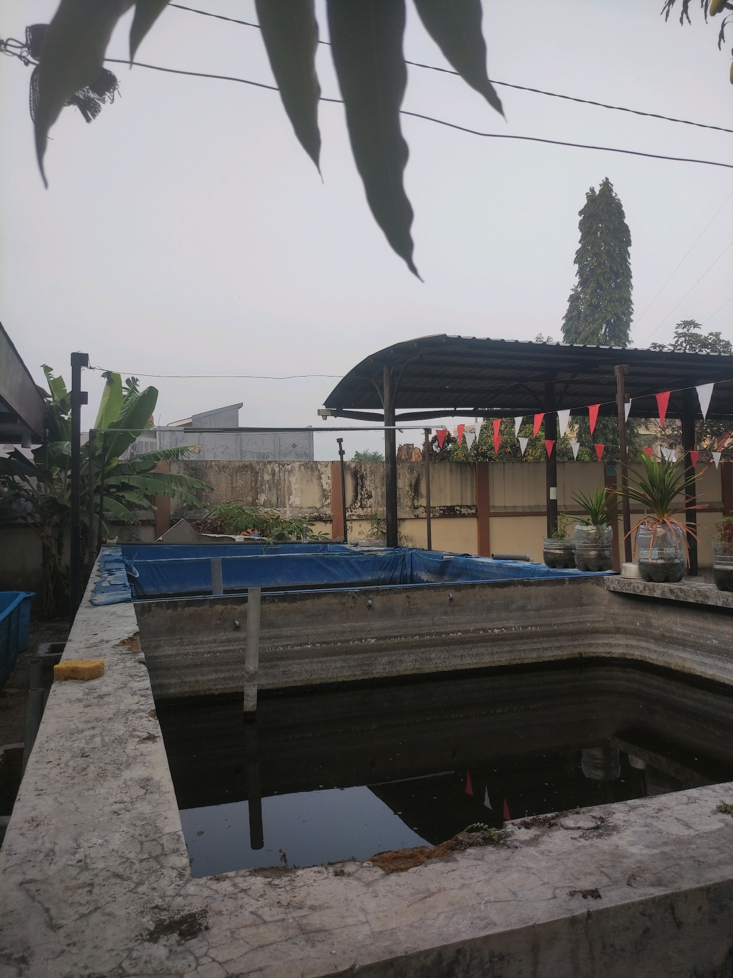 The image depicts an outdoor scene, likely in the city of Ngasem, Indonesia, characterized by a cloudy sky and muted daylight. In the foreground, a concrete structure encloses a body of dark, still water. The concrete walls are weathered and show signs of wear. A yellow sponge rests on the edge of the concrete structure. To the left, a blue tarp covers a rectangular area, possibly a pond liner or construction material. In the background, a covered pavilion with a dark, corrugated metal roof stands. Red and white triangular flags are strung along the edge of the pavilion. Several potted plants, some in repurposed plastic bottles, are situated near the pavilion. Behind the pavilion, a weathered concrete wall runs horizontally, with vegetation growing in patches on and around it. A tall, slender tree with dense foliage is visible in the distance, beyond the pavilion and wall. To the left of the pavilion, a banana tree with large green leaves stands prominently. The overall impression is of an agricultural or aquacultural setting, possibly a fish farm or nursery, with some decorative elements and indications of ongoing work or maintenance.