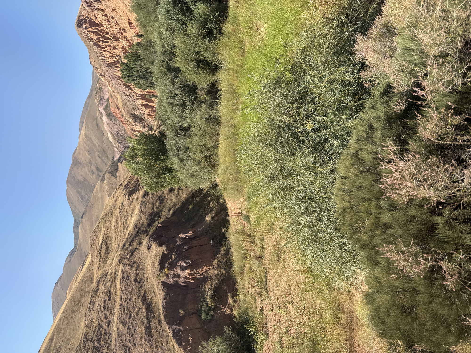 The image depicts a natural landscape under a clear blue sky. In the foreground, there are various types of vegetation, including green bushes and dry grasses. The middle ground features more lush green foliage, with a line of trees extending across the frame. Behind the trees, the terrain rises into rolling hills. The hills are covered in dry, golden-brown grass, with some exposed patches of reddish-brown earth and rock formations. The overall impression is one of a dry, mountainous environment with pockets of green vegetation.
