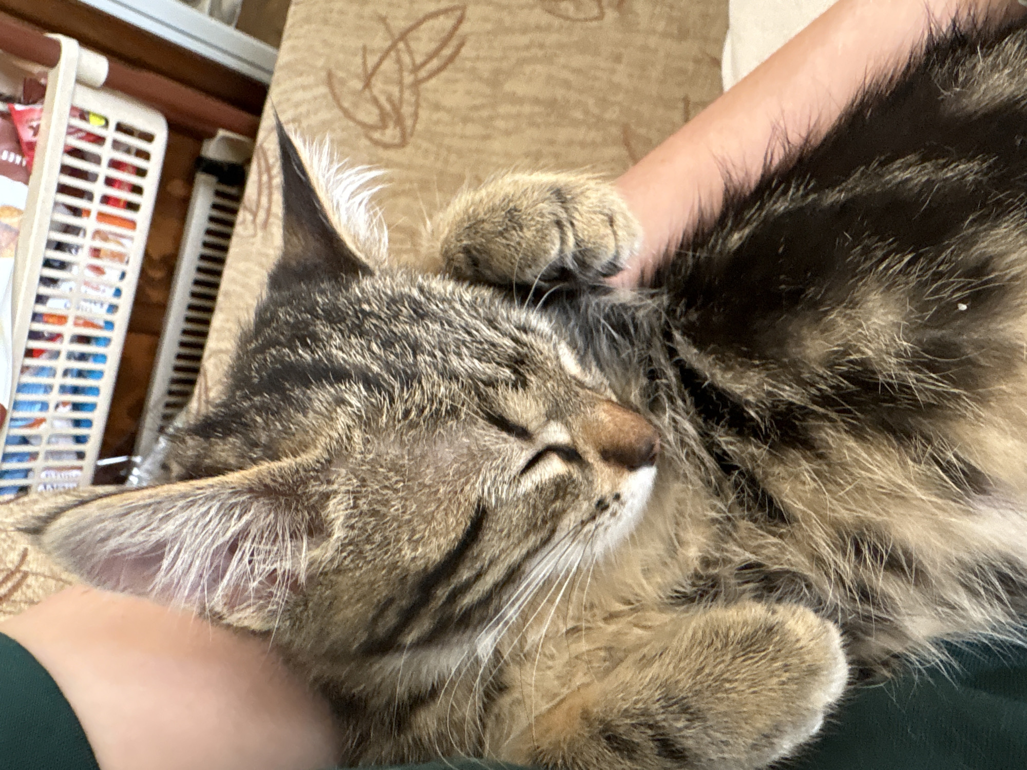 A tabby kitten is asleep, cradled in a person's arms, in what appears to be a domestic setting. The kitten's eyes are closed, and its paws are curled up. The person's arms are partially visible, covered by a green sleeve on the left. In the background, a white plastic basket filled with items is visible, as is a brown wooden furniture piece and a portion of a radiator. The overall lighting suggests daytime. The scene depicts a moment of peaceful rest for the kitten. The location in Gabrovo, Bulgaria, is not discernible from the visual information provided.