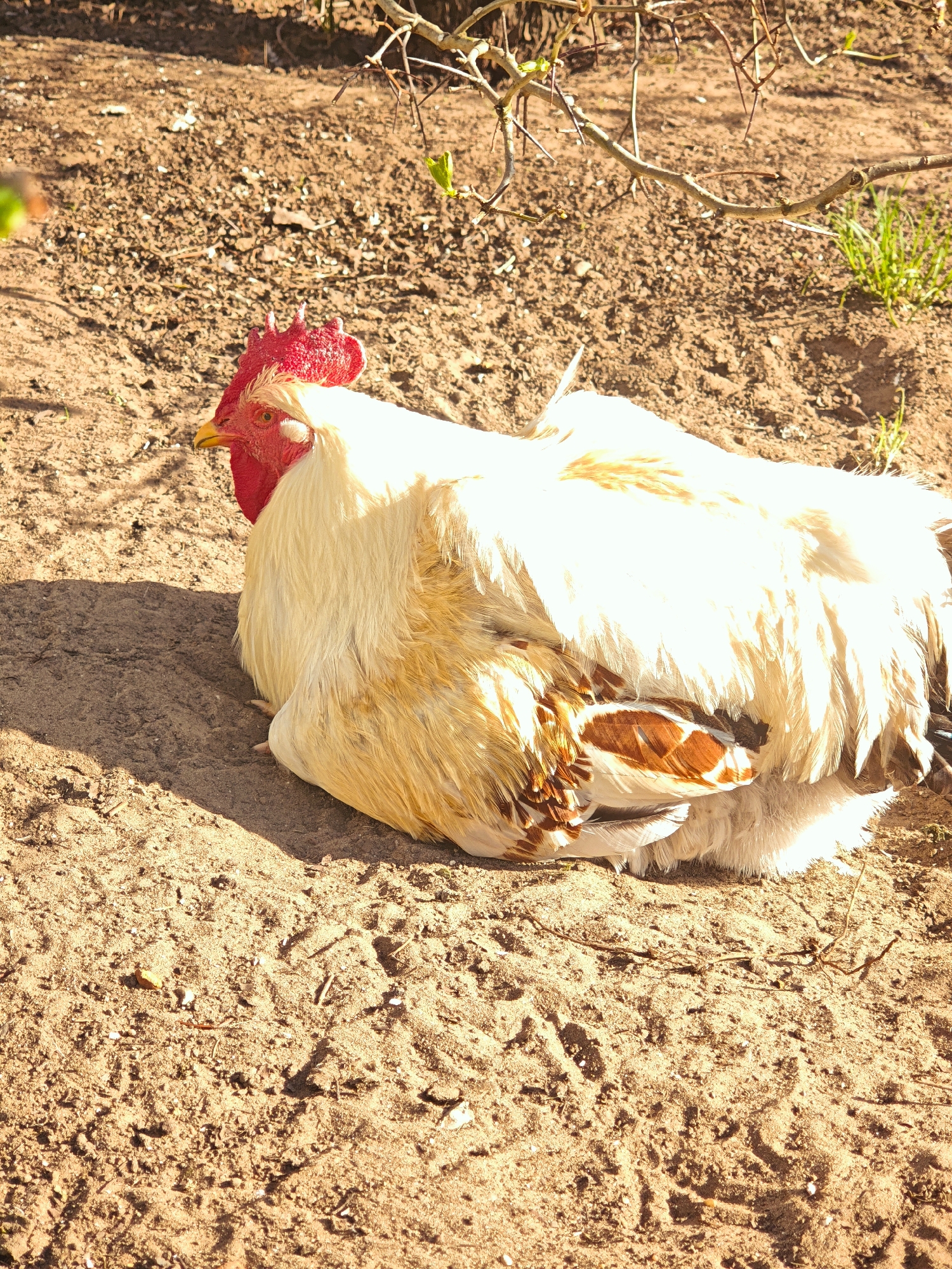 A light-colored rooster is sitting in the dirt. The location is Луговой, Russia. The rooster has a red comb and wattle. The ground is dry and dusty with small twigs and debris. Some sparse green grass grows near the edges of the image. A bare branch is visible in the background.
