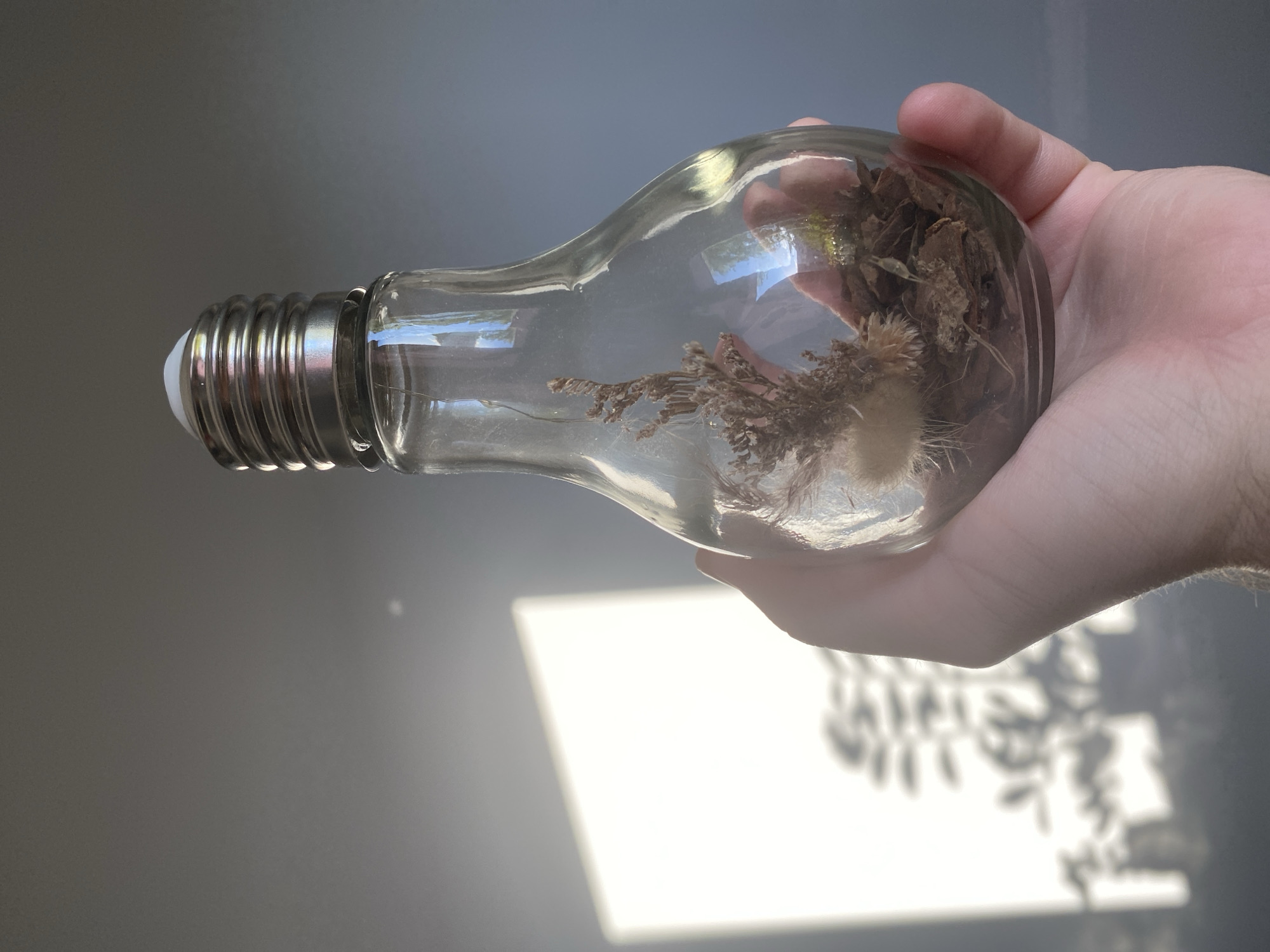 A person's hand holds a clear glass lightbulb, turned on its side. Inside the lightbulb are dried plants, including some brown, twig-like pieces and a fluffy, white seed head. The lightbulb has a silver metal screw base with a white tip. The background is a grey wall with a bright white rectangular area casting a shadow of foliage onto the wall. The lighting suggests it is daytime, possibly near a window. The overall mood is still and contemplative. No text is visible in the image.