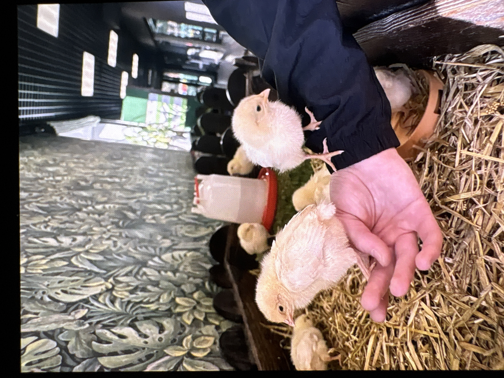 A scene displays a close-up view, likely a photograph, showing a person interacting with baby chicks. The chicks are small and light-colored, situated amidst straw. A person’s hand and part of their arm, clothed in a dark-colored garment, are visible. The environment includes a feeder, and background elements give hints of an indoor setting, possibly a domestic or agricultural space. There is no discernible evidence to suggest any location, including Yekaterinburg, Russia. The image does not explicitly show any actions or interactions, beyond the person’s hand being close to the chicks.