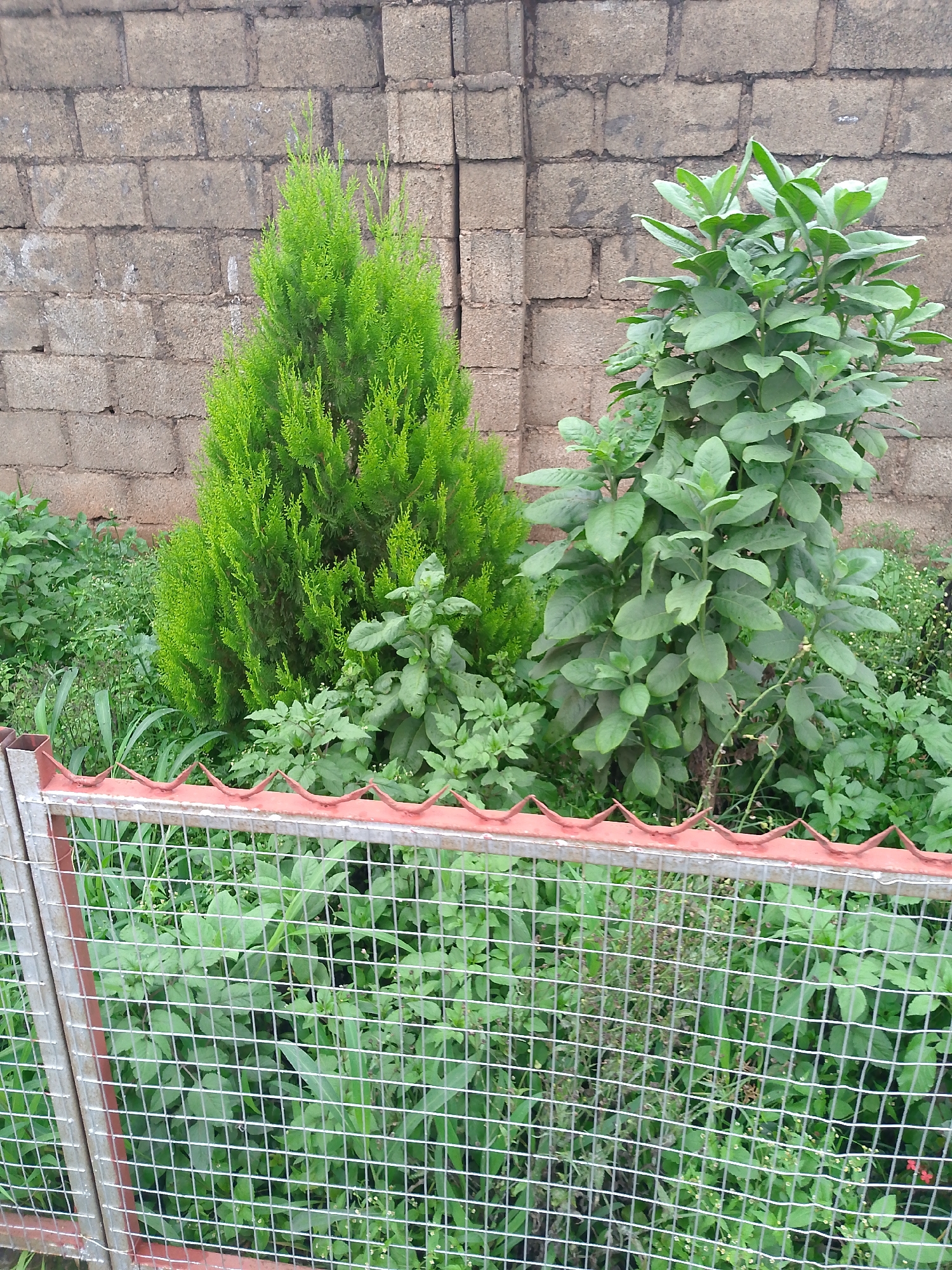 The image captures a static scene of green foliage against a textured wall, viewed from behind a metal fence.
In the foreground, a gray metal mesh fence with a red-painted top bar spans the width of the frame. The top bar features a series of pointed, wave-like protrusions, possibly for security or decoration. The fence allows a view of dense green vegetation beyond it.
Behind the fence, two prominent plants stand out. On the left, a vibrant, bright green, conical evergreen plant, possibly a type of cypress or juniper, is visible. To its right, a taller, broad-leafed shrub with numerous dark green leaves dominates the mid-ground. Surrounding these two larger plants, a variety of smaller green plants, weeds, and grasses grow densely, creating an impression of an uncultivated or natural garden area.
The background is formed by a rough, light gray cinder block or concrete block wall, constructed from irregularly shaped rectangular blocks. The wall shows signs of wear and age, with varying shades and textures.
The lighting suggests it is daytime, possibly under an overcast sky, as there are no distinct harsh shadows. No human or animal activity is visible. There is no visible text in the image. The scene depicts a segment of an outdoor environment, likely a garden or a boundary area in Bukuru, Nigeria.