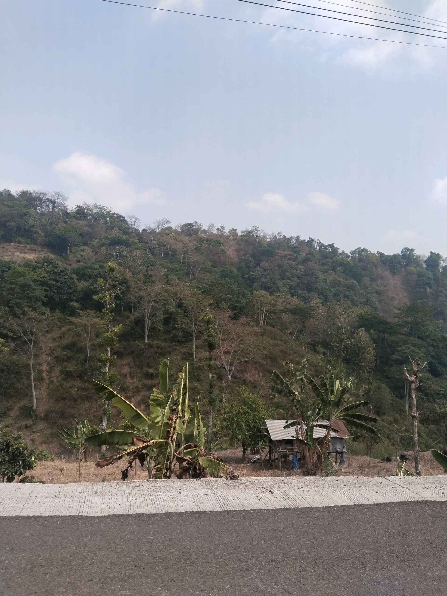 A wide-angle, eye-level shot captures a rural landscape in Pagerkasih, Indonesia. The scene is dominated by a densely forested, steep hillside that fills the upper two-thirds of the frame. The trees exhibit varied shades of green, brown, and gray, with some appearing bare or in a state of dry foliage. The sky above is a pale blue with scattered, wispy white clouds.
In the midground, nestled at the base of the hill, is a small, dilapidated shack with a corrugated metal roof. The structure is elevated on stilts and appears to be made of wood and corrugated metal. Blue tarps are visible hanging from one side of the shack. Several banana trees with large, wilting leaves are situated around and in front of the shack. A dry, grassy field surrounds the dwelling.
The foreground is occupied by a paved road or pathway. The closest portion of this surface is a dark gray asphalt, transitioning to a lighter gray, textured concrete barrier with parallel linear indentations. The overall impression is one of a remote, possibly developing, rural area.