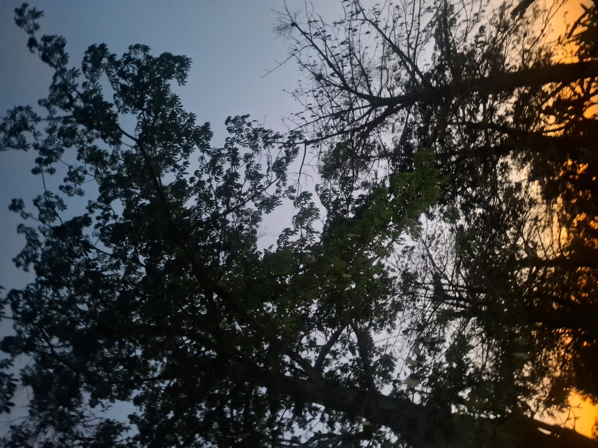 The image depicts a silhouette of trees against a twilight sky. The sky transitions from a soft blue at the top to a warm orange glow at the horizon, indicating either sunrise or sunset. The trees are dark and their shapes are defined against the lighter sky. Some trees are full of leaves, while others appear to be bare branches. The overall impression is one of a natural landscape at dusk or dawn. The image does not provide any specific details about the city of Brangsi, Indonesia.