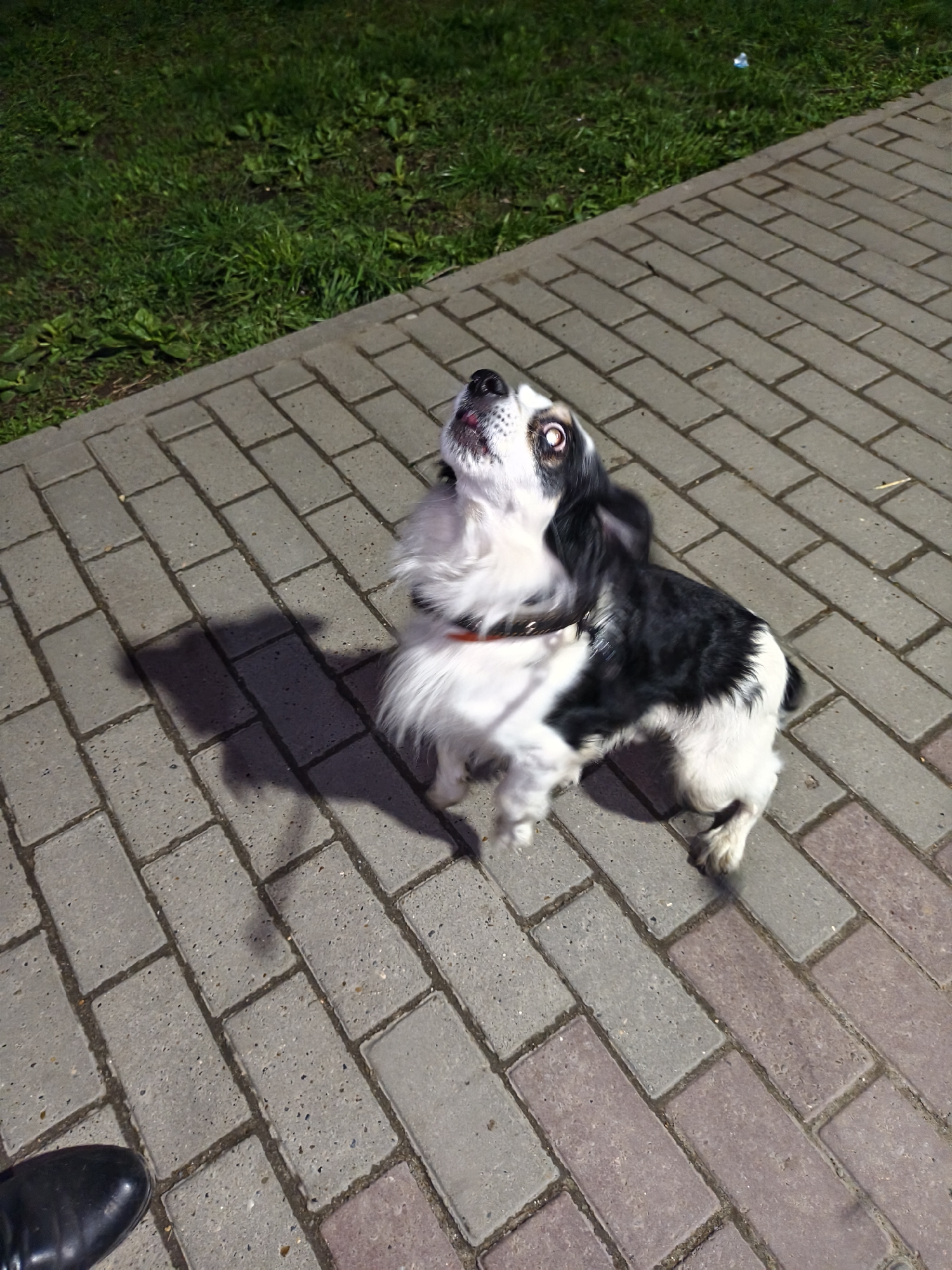A black and white Spaniel-type dog stands on a paved walkway, looking upwards. The walkway is made of rectangular, gray bricks laid in a running bond pattern, with some bricks appearing slightly pinker than others. A patch of green grass is visible to the left of the walkway. The toe of a black shoe is visible in the bottom left corner of the image. The overall lighting of the scene is dim, creating long, dark shadows.