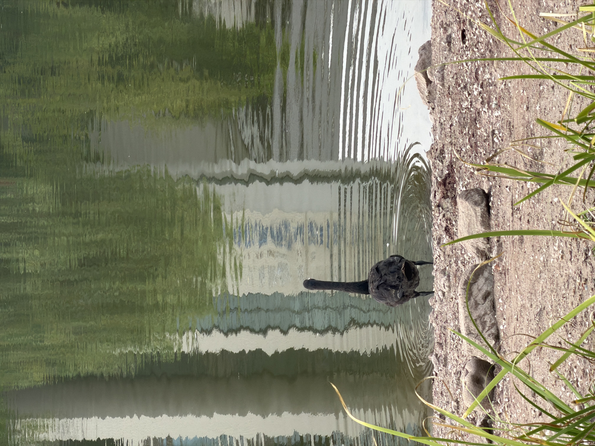 A black swan stands at the edge of a body of water, facing away from the camera. The swan is in shallow water, with its legs partially submerged. The water reflects the surrounding environment, including trees and buildings, creating a distorted and abstract pattern. The foreground of the image consists of a rocky shoreline with some dry grass. The location is identified as Jiangjin City, China, likely a park or recreational area. The lighting suggests it is daytime.
