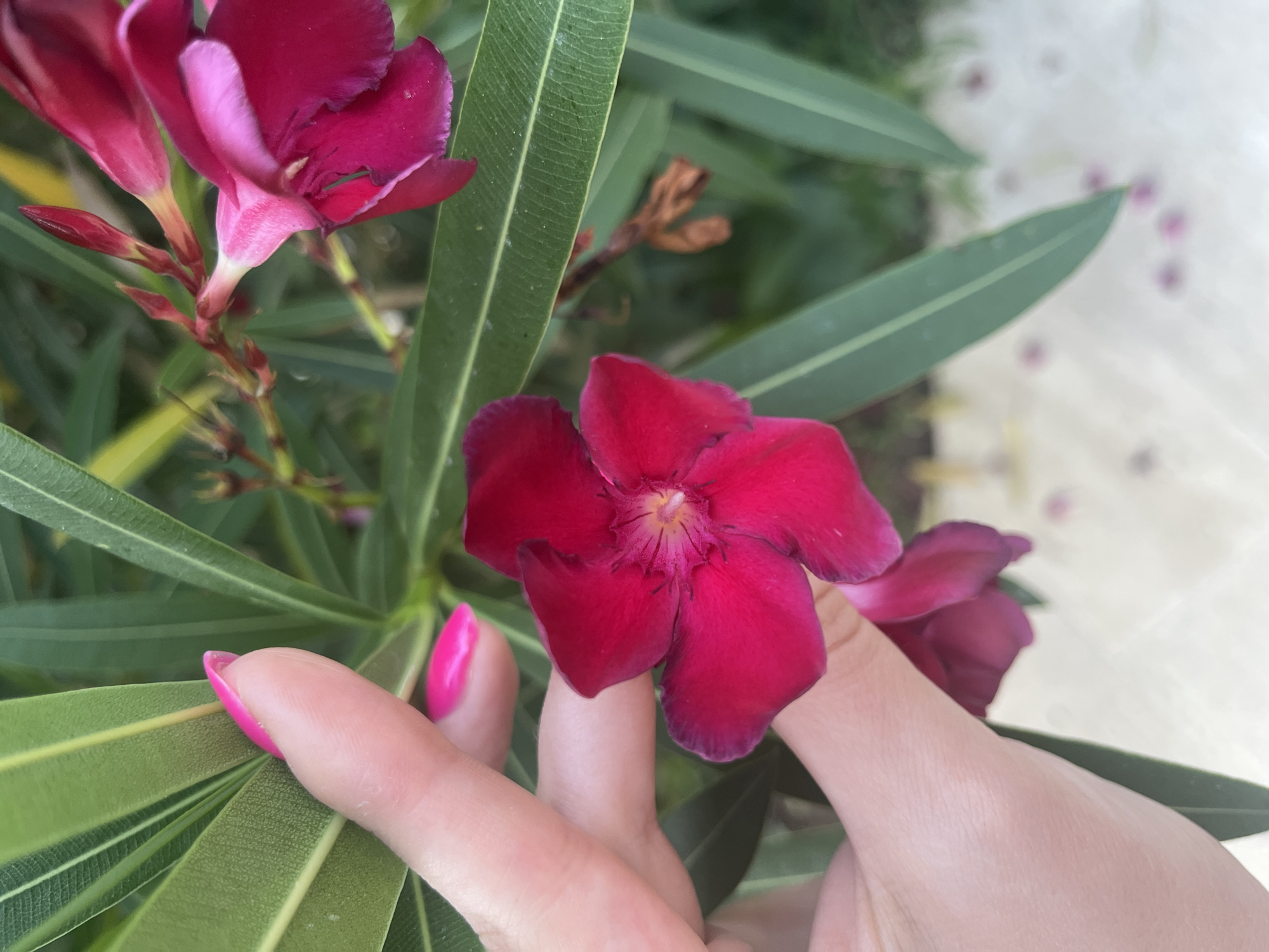 A close-up shot shows a person's hand with bright pink nail polish gently touching a vibrant fuchsia flower. The flower, with five delicate petals, is in focus and positioned slightly to the right of the frame, surrounded by long, slender green leaves. Another fuchsia flower, partially out of focus, is visible in the upper right corner. The background is a blur of green foliage and a light-colored surface, possibly a pathway or patio. The image appears to have been taken outdoors, likely in a garden or park setting within Alanya, Turkey, given the presence of the tropical-looking flowers and the general aesthetic. The lighting suggests a bright, sunny day.