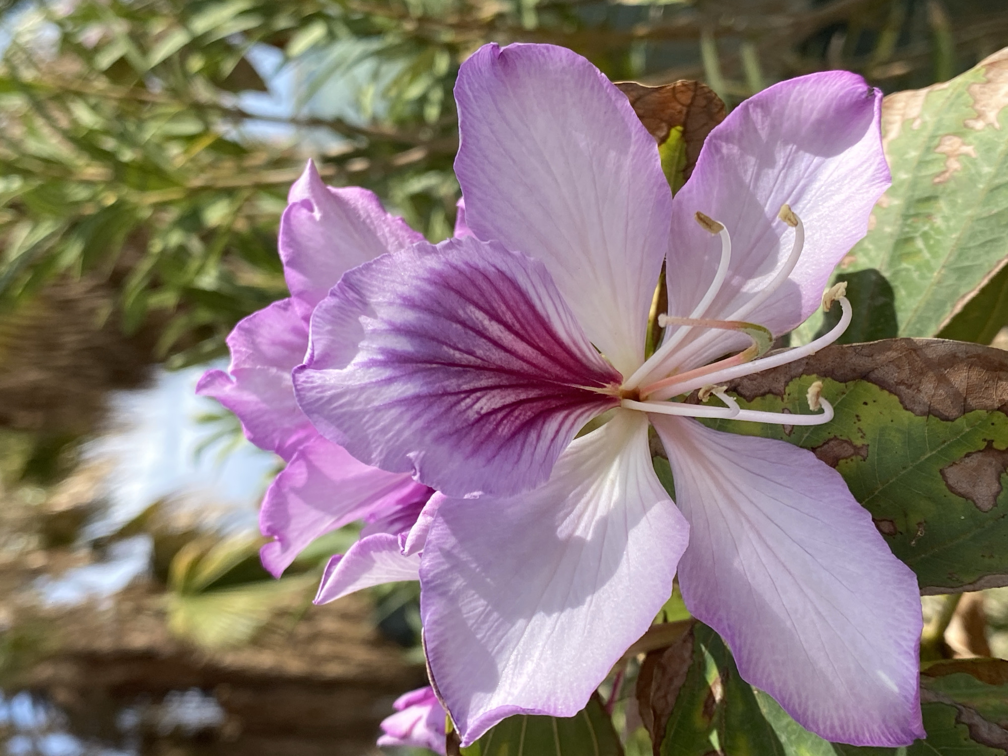 A close-up photograph reveals a lavender-hued flower, possibly an orchid tree blossom, in bloom. The flower exhibits delicate petals with darker purple veins near its center. Elongated white stamens protrude from the flower's core. The background is blurred, showing foliage and a hint of sky. The setting is likely a park or garden in Alanya, Turkey, where such flowering trees are common. A few leaves and other foliage are visible behind the blossom.