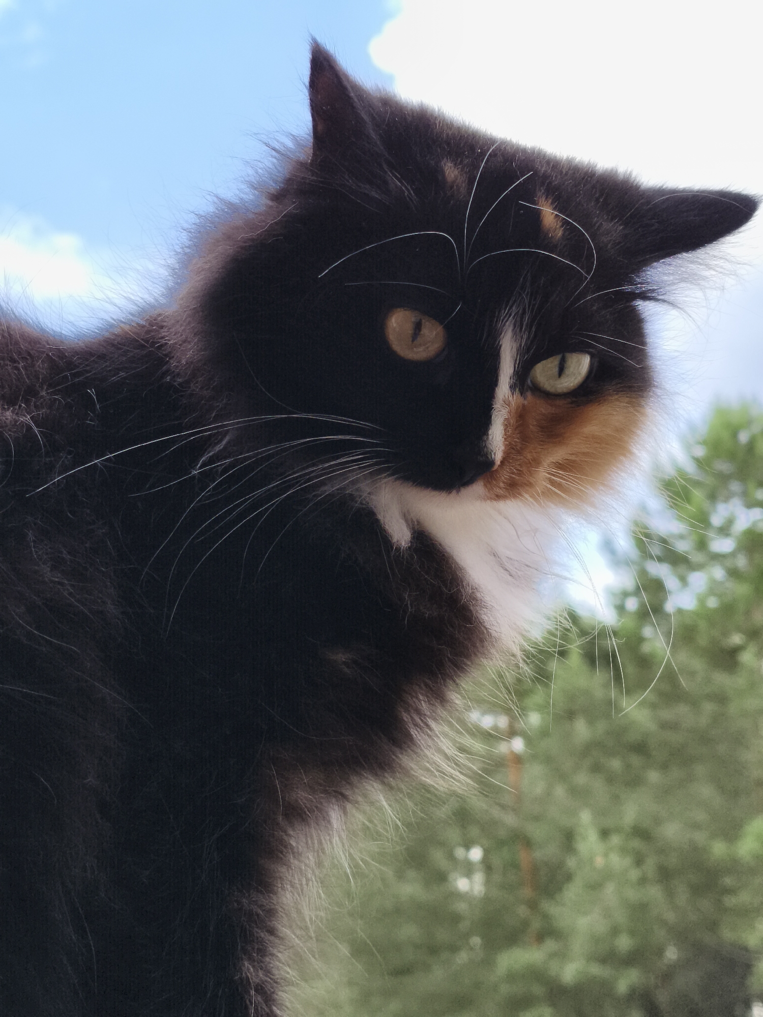 A close-up, low-angle shot captures a calico cat with a fluffy coat. The cat's face is split into distinct patches of black, white, and orange. Its eyes, a striking yellow-green, are directed towards the viewer. The background is a blurred expanse of blue sky with white clouds, and green foliage suggesting trees. The image appears to be taken outdoors. The location in the city of Chaikovsky, Russia, is not discernable from the visual information provided.