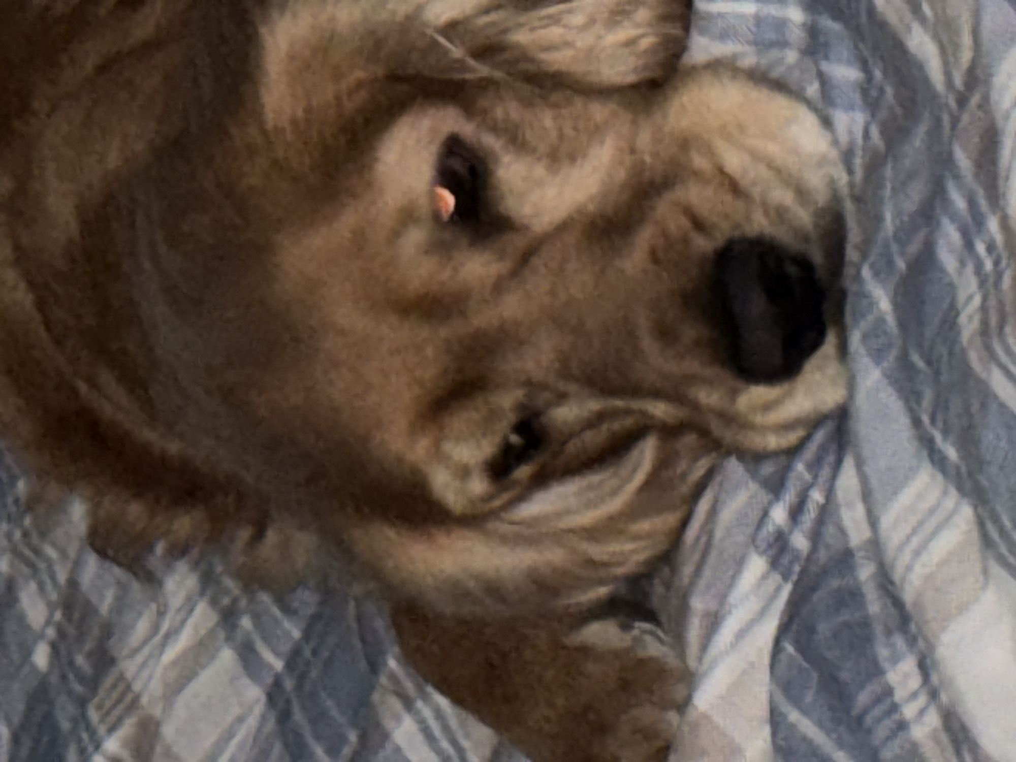 A golden retriever dog lies on a blue and white plaid surface, appearing to be a bed. The dog's head is in the foreground, with its eyes partially closed. The dog's fur is a light brown color. The lighting in the image is dim, and the focus is on the dog's face. There are no people or other animals visible in the image. The location is unknown, as is the time of day or any other contextual information.