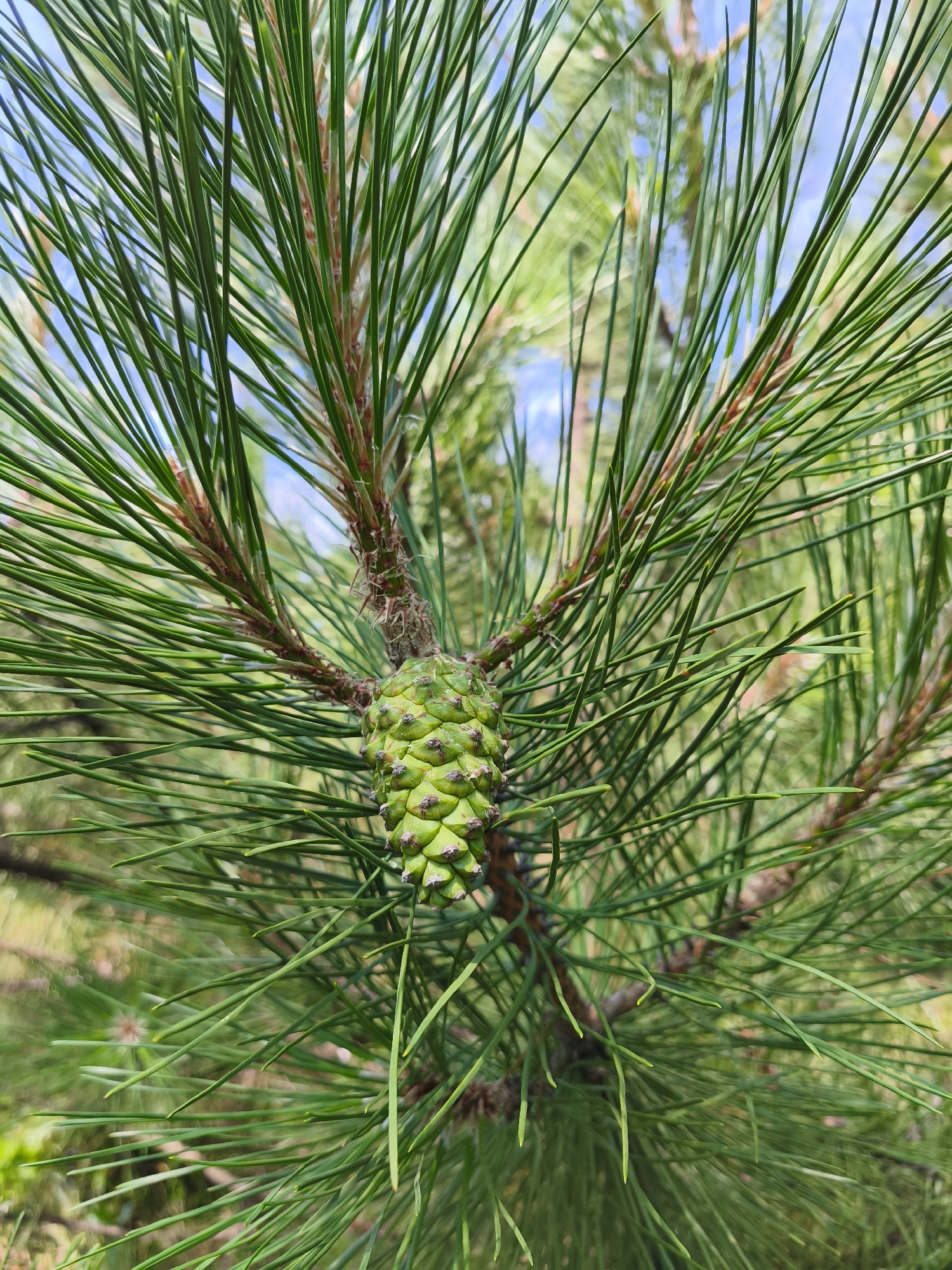 A close-up, vertical, eye-level shot showcases a young, green pine cone attached to a branch of a pine tree. The pine cone is centrally located in the frame and is surrounded by long, slender green needles. The needles fill the foreground and midground, creating a soft, blurred background of green and blue. The image appears to be taken outdoors, possibly in a park or natural setting. No people are present in the image, and no specific location in Stroiesti, Moldova can be identified from the visual information provided. The overall impression is one of natural detail and the early stages of growth.