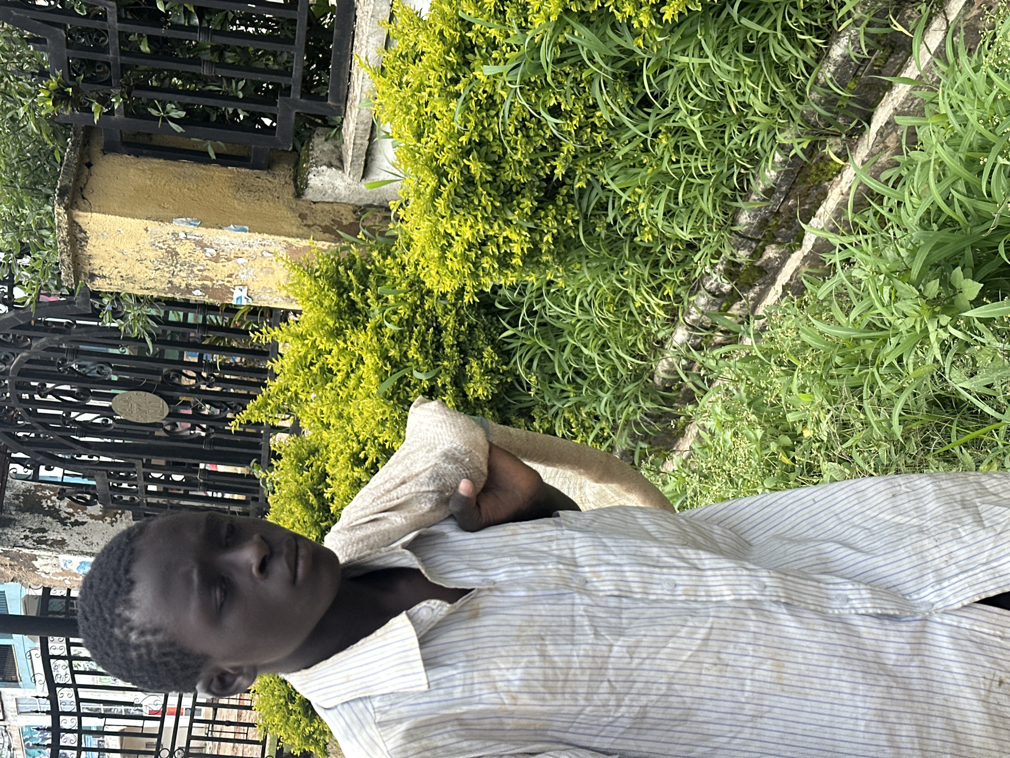 In Gura Top, Nigeria, a young boy with dark skin and short black hair stands in front of a black wrought-iron gate. He is wearing a light-colored, vertically striped button-down shirt and has a light-colored bag slung over his right shoulder. The boy is looking downwards, with his expression appearing thoughtful or somber. Behind him, a vibrant green hedge lines a rough, textured yellow pillar that is part of the gate structure. The ground is covered in lush green grass and some smaller plants. The scene suggests an outdoor environment, possibly a street or pathway.