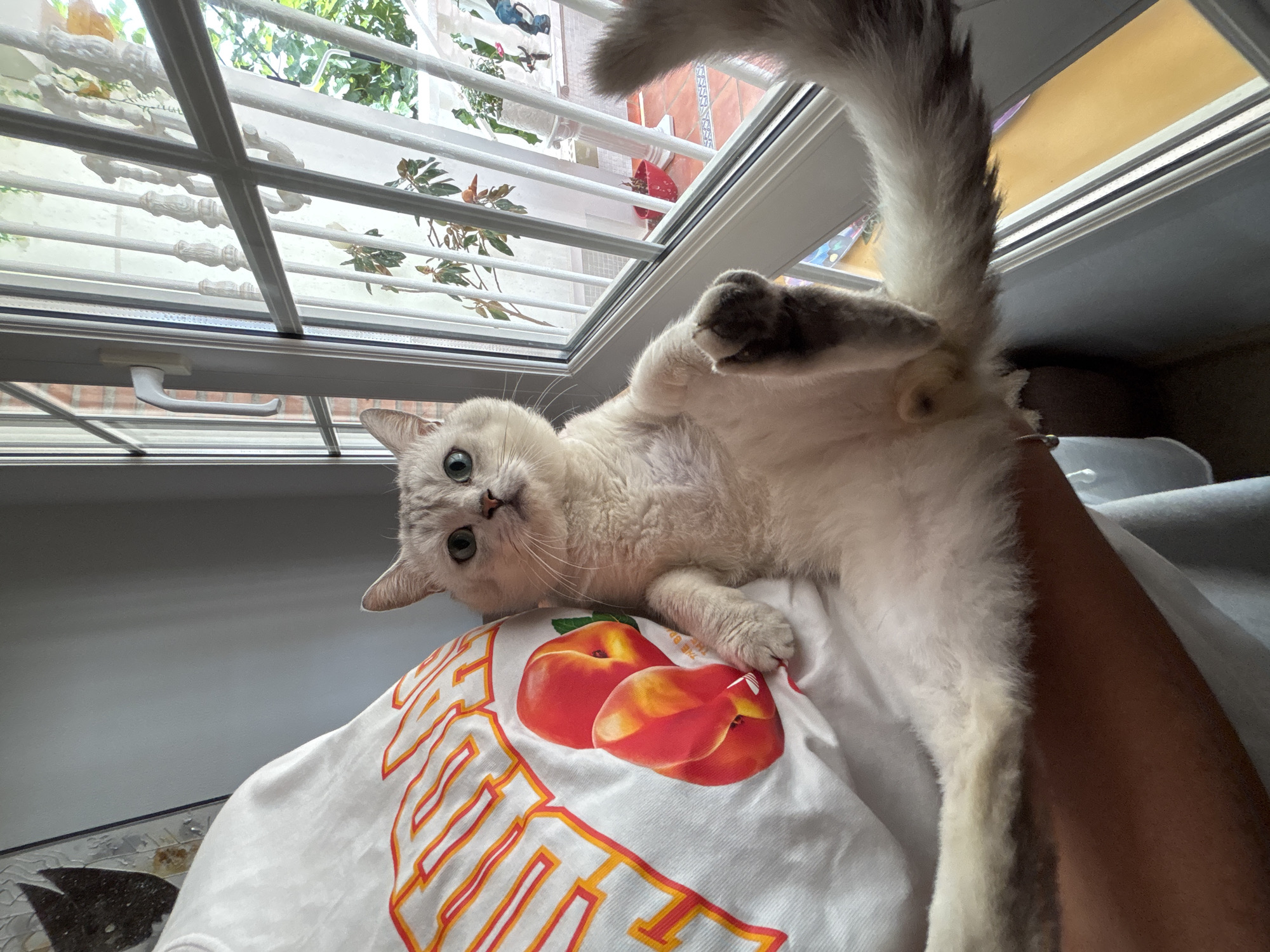 A fluffy white cat with blue eyes is playfully lying on its back, draped over the arm and shoulder of a person wearing a white t-shirt. The t-shirt has a graphic print of two ripe peaches and text that appears to be in a stylized, flame-like font. The cat's tail curls upwards, and its paws are extended. The scene is near an open window with white blinds, through which greenery and parts of a building facade are visible. The setting suggests a domestic indoor environment with natural light. The overall mood is relaxed and playful, as indicated by the cat's pose and apparent engagement with the viewer. The time of day is likely daytime, given the lighting. The location context of Orihuela, Spain, might suggest the architecture and outdoor foliage visible through the window are characteristic of that region.