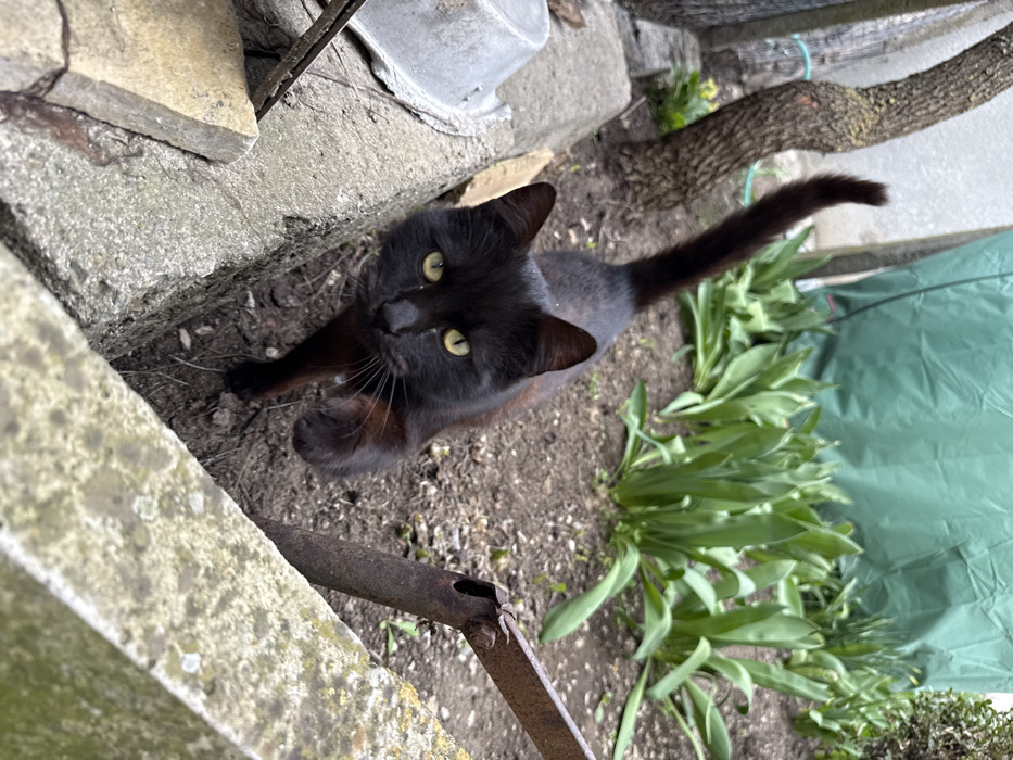This image depicts a black domestic cat in an outdoor garden environment within the city of Pirne, Bulgaria. The cat, exhibiting primarily black fur with subtle reddish-brown undertones on its legs, is positioned centrally, facing directly towards the viewer. It possesses distinct yellowish-green eyes and appears to be in motion, with its right front paw lifted and extended forward. Its tail is erect and curves slightly upwards.
The immediate foreground features various grey concrete structures: a flat ledge on the right, partially covered with light green lichen or moss, and a lower, broken concrete step to the left. A rusted, dark metal object is attached to or rests against the right concrete ledge. Between these structures and the cat is a narrow strip of dark, loose soil. To the left of the cat, an overturned, light grey metal bucket is visible on the concrete step.
The midground and background consist of a garden bed with dark soil, from which multiple clumps of broad-leafed green plants are growing. A tree trunk with textured, light brown bark is visible on the left side of the frame. In the far background, a large, dark green tarp covers an unseen object or structure, and a light-colored wall is discernible along the left edge. The scene is illuminated by natural, diffused daylight.