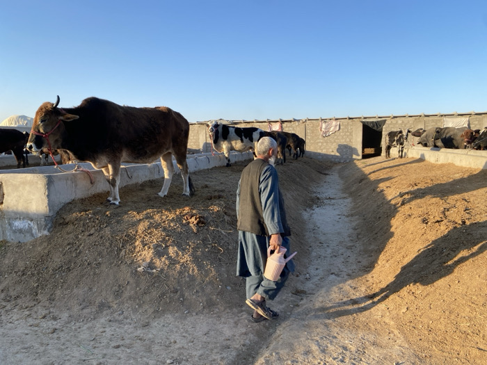 The image depicts an outdoor cattle pen in Jabadar, Afghanistan, under a clear, bright blue sky during what appears to be late afternoon or early morning, evidenced by long shadows. In the foreground-left, a dark brown Zebu-type cow with a reddish-brown face, light legs, and small horns, wearing a red rope halter, stands next to a concrete feeding trough. Its body is oriented left, head facing slightly right. In the mid-ground, an adult male, seen from behind and slightly to the right, walks on a dirt path between elevated sections of terrain. He has grey hair and a beard, and wears a dark vest over light blue or grey shalwar kameez. He carries a light pink plastic watering can in his right hand. To the right and background, multiple other cattle, including dark brown, black, and black and white varieties, are visible within concrete-walled pens. An open doorway or entrance is visible in a concrete wall in the background-center, with a piece of red and white striped fabric draped over the wall nearby. The ground is dry, dusty earth with some straw or feed near the troughs.
