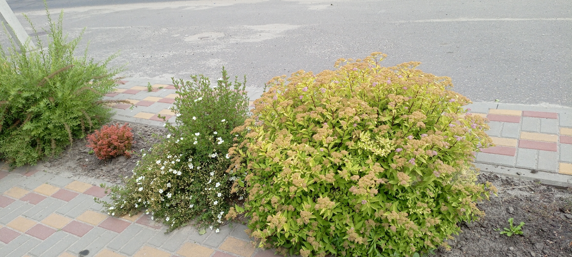 The image shows a close-up view of a sidewalk in Kirsanov, Russia, bordering a paved road. On the sidewalk, several plants are visible. To the left, a tall, bushy green plant with fine, needle-like leaves is present. Next to it, a small, reddish-brown shrub is planted. Further to the right, a green shrub with small white flowers is blooming, and a larger, bushy plant with yellow-green foliage and clusters of small tan and pink flowers dominates the center and right side of the frame. The sidewalk is paved with alternating rectangular bricks of grey, red, and yellow. The road is asphalt with visible road markings and manhole covers. The ground around the plants is dark soil. The overall scene depicts urban landscaping along a roadway.