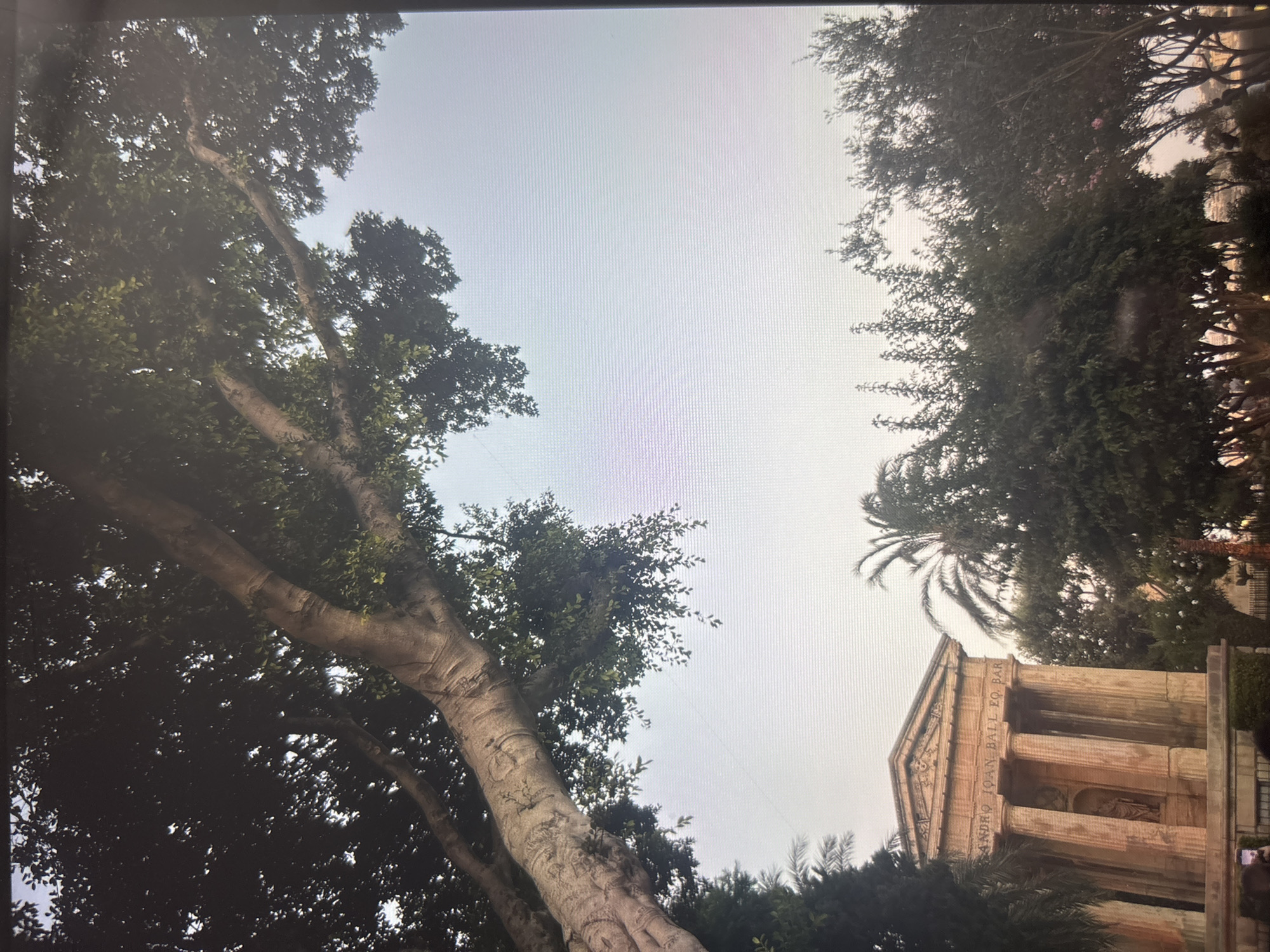 The image shows a view looking up through trees toward a building with columns. The building has text inscribed on it: "ANDRO JOAN BALL EQ BAR". A palm tree is visible next to the building. The location is likely a public space in the city of Unknown, Unknown.