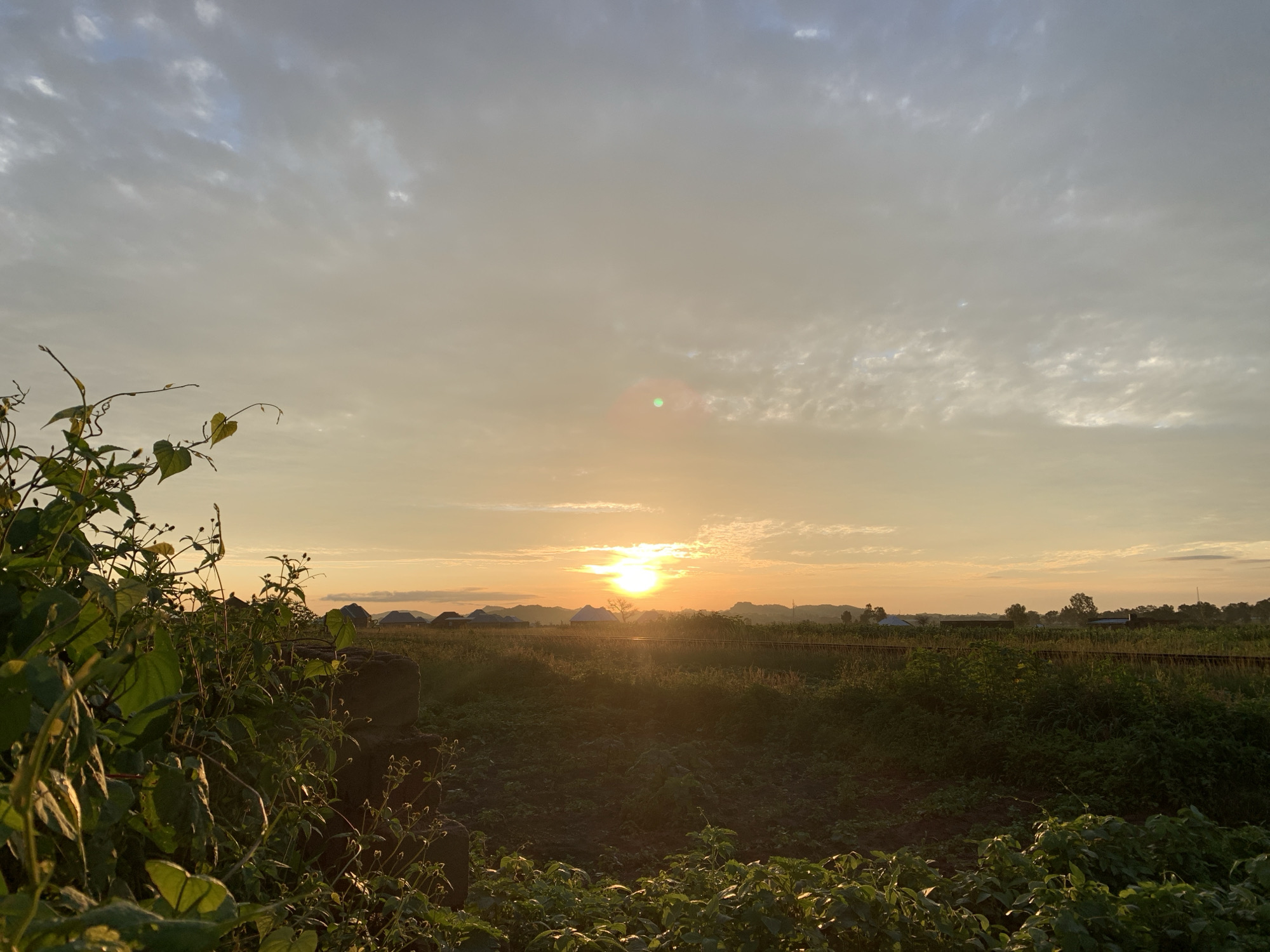 This image depicts a rural landscape at sunset, likely in Kuru Karama, Nigeria, characterized by a warm, golden light illuminating the sky. In the foreground, dense green foliage and vines are visible, some with heart-shaped leaves, encroaching from the left side of the frame and obscuring a dark, rough-textured object that appears to be part of a structure or wall. Beyond the immediate foreground, a field of dark soil, possibly a cultivated area, stretches out, interspersed with patches of lower green vegetation. A faint, faint linear feature, potentially a railway track, runs horizontally across the mid-ground. In the distance, a line of low-lying buildings with conical or angled roofs are silhouetted against the horizon, interspersed with trees. Beyond the buildings, rolling hills are visible, fading into the hazy distance. The sky is a pale orange and yellow gradient near the horizon, transitioning to a lighter gray with scattered, wispy clouds towards the top of the frame. The sun, a bright, round orb with a green lens flare, is prominently positioned in the middle of the horizon, casting long shadows and creating a bright glare over the landscape. No people are present in the image.