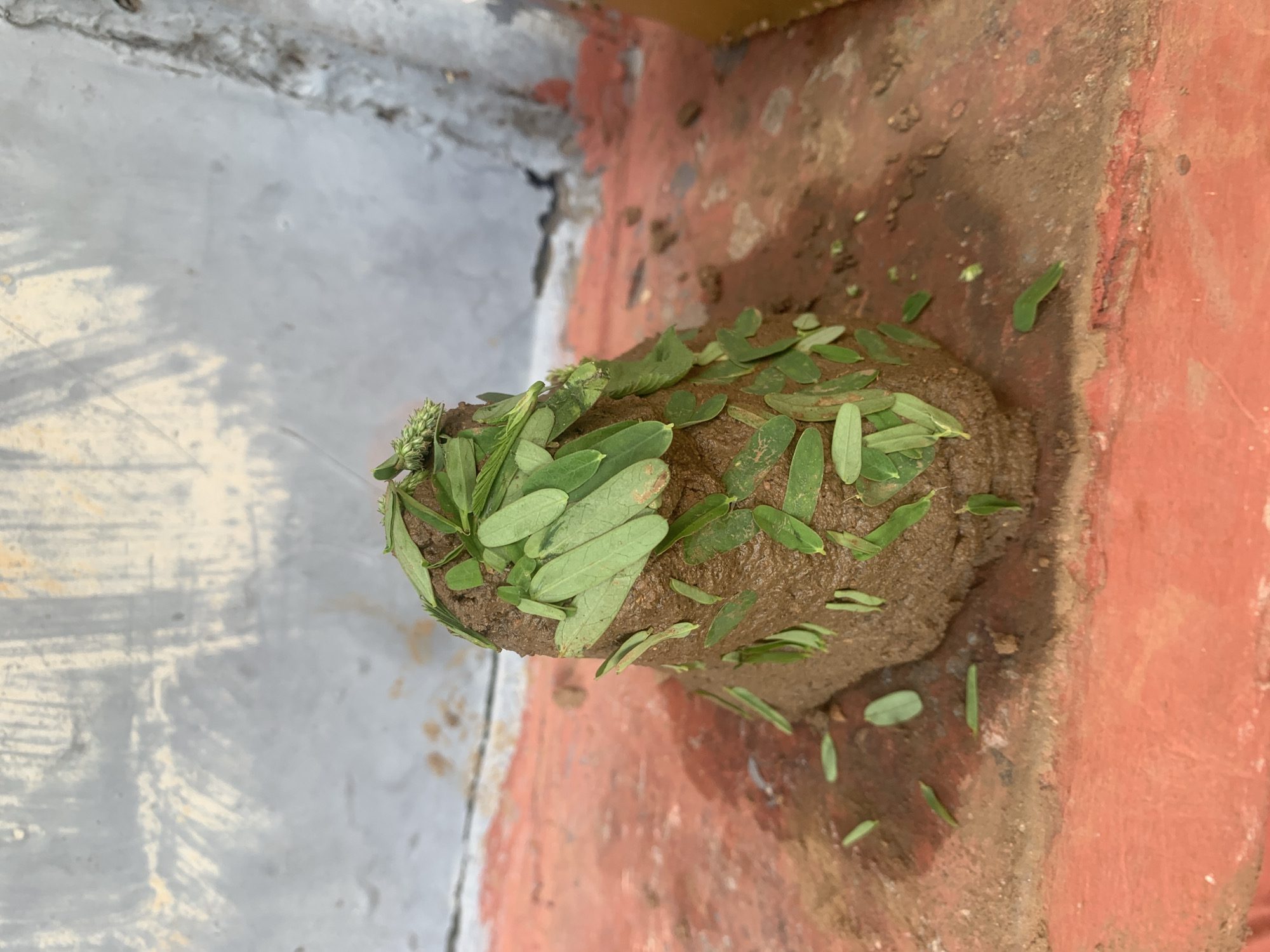 A conical mound of damp brown earth, adorned with small green leaves, rests on a red, weathered surface. The mound is roughly shaped, with an uneven texture. Numerous individual leaves, varying in size and shape, are pressed into the surface of the earth, some clustered together while others are scattered. At the apex of the mound, a cluster of unopened green buds is visible. The red surface appears to be a ledge or platform, with patches of dampness and scattered debris. In the background, a textured wall with streaks of white and grey paint suggests an outdoor urban environment. The overall scene appears to be in Kuru Karama, Nigeria.